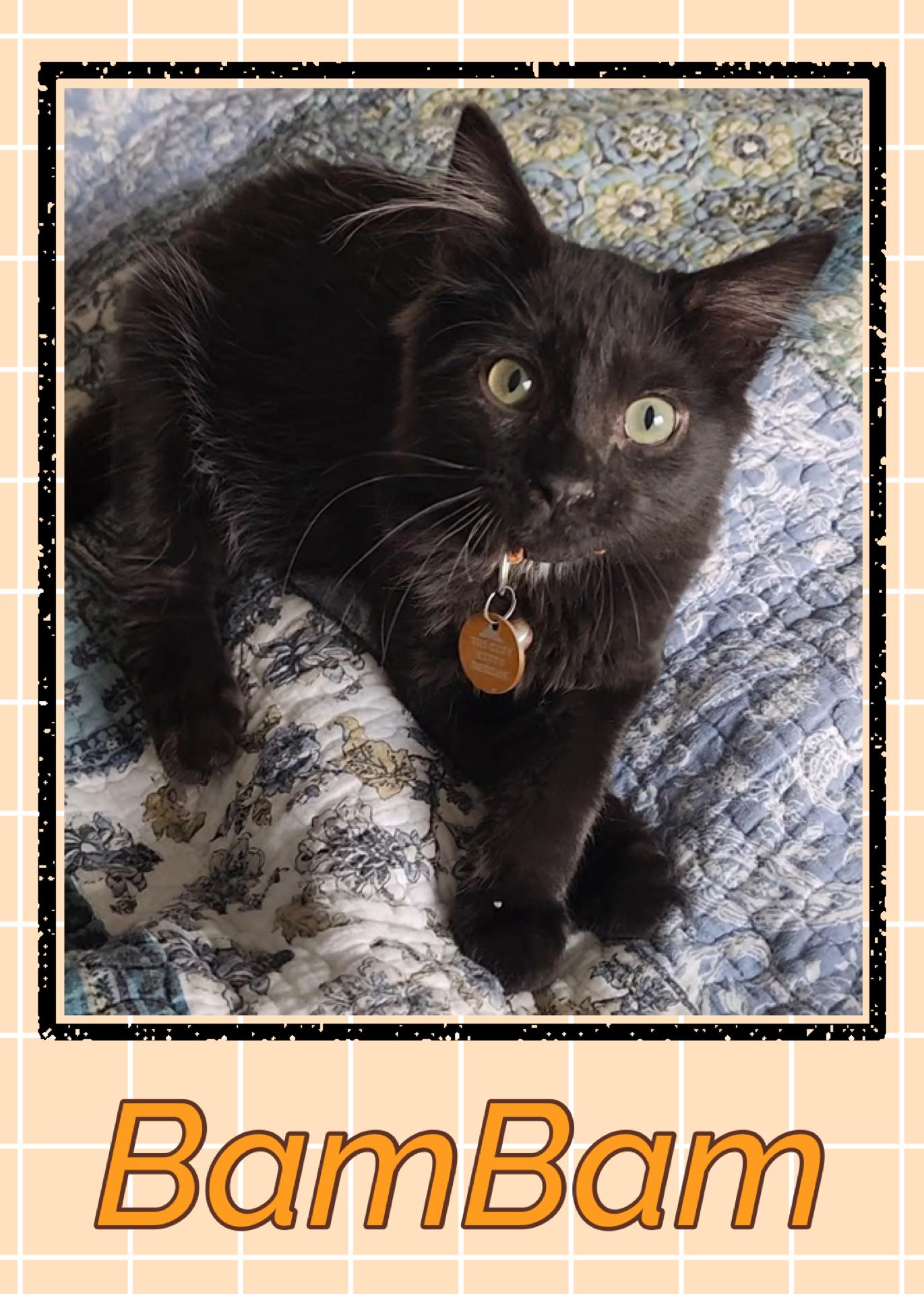 BamBam, ADOPTABLE, Kitten Male Domestic Short Hair.