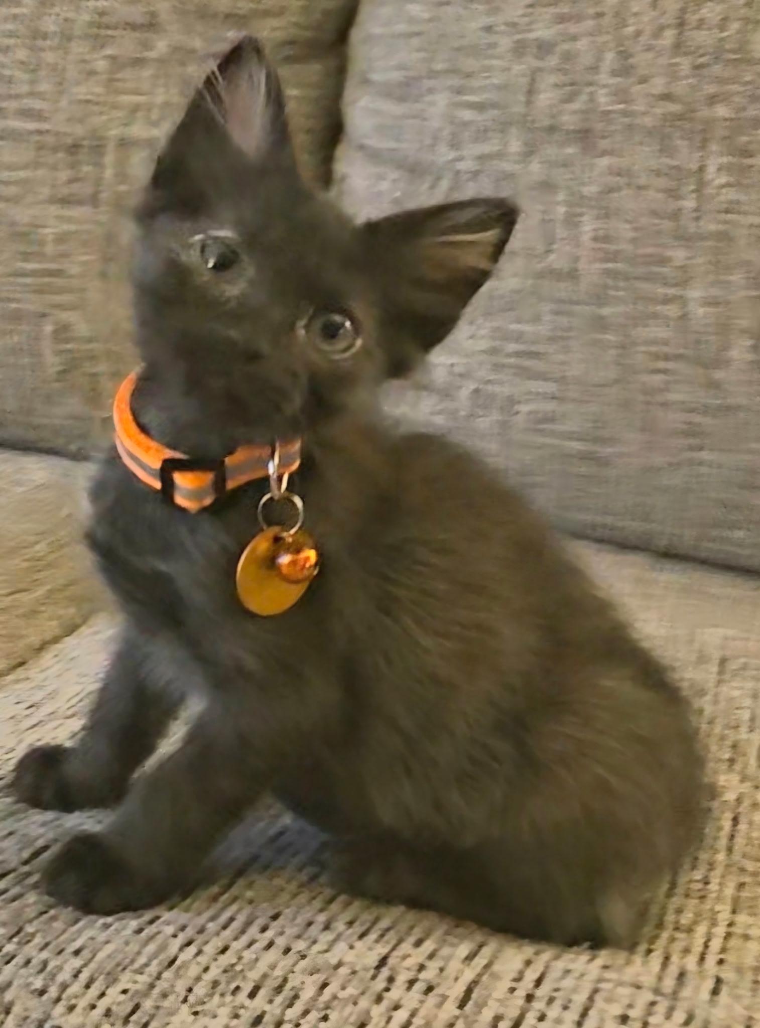 Enlarge BamBam, a ADOPTABLE Domestic Short Hair in Pasco, WA image 2/4