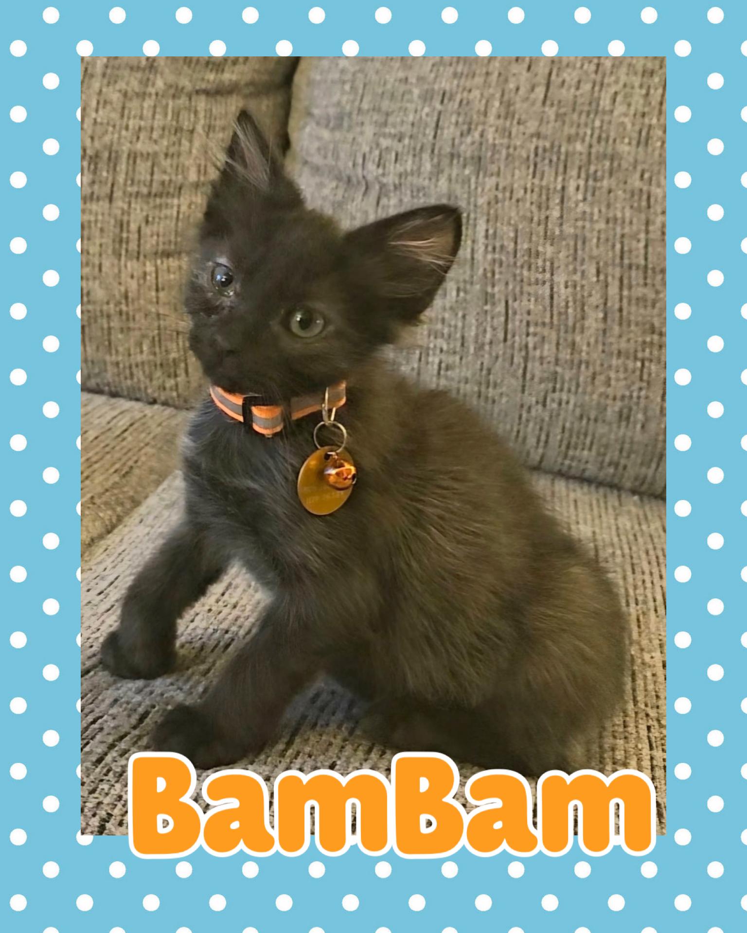 BamBam, ADOPTABLE, Kitten Male Domestic Short Hair.