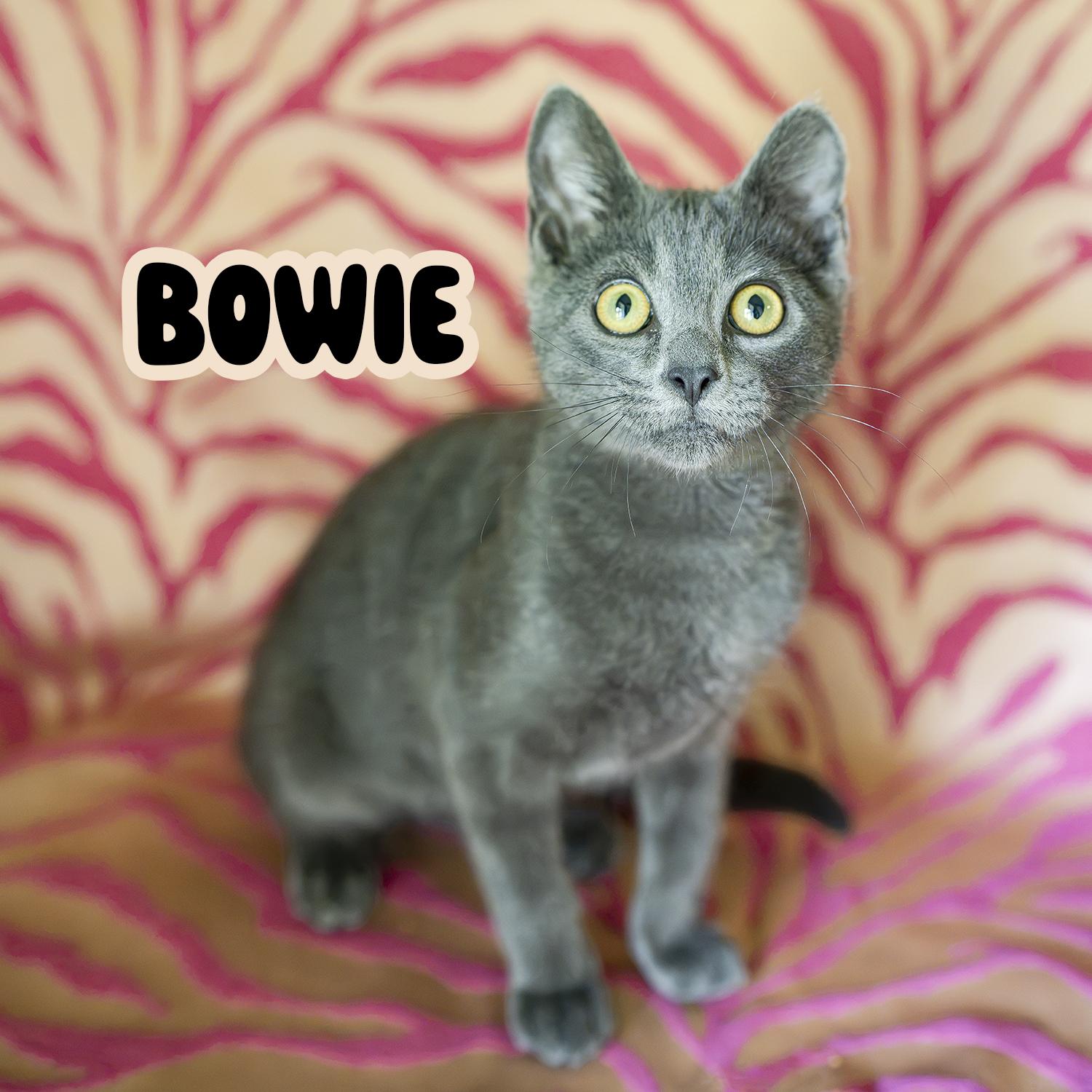 Bowie, adoptable, Kitten Male Domestic Short Hair.