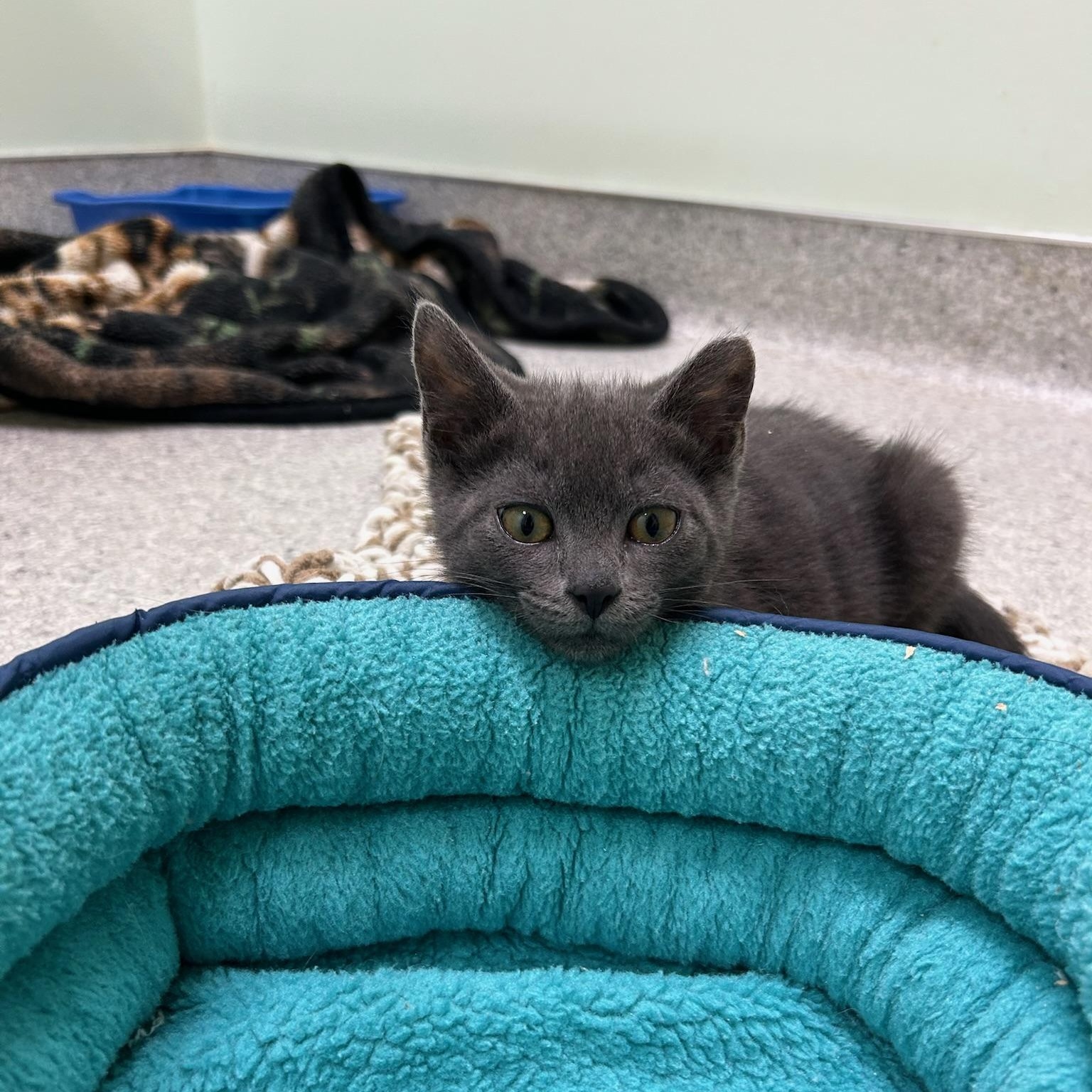 Bowie, Adoptable, Kitten Male Domestic Short Hair.
