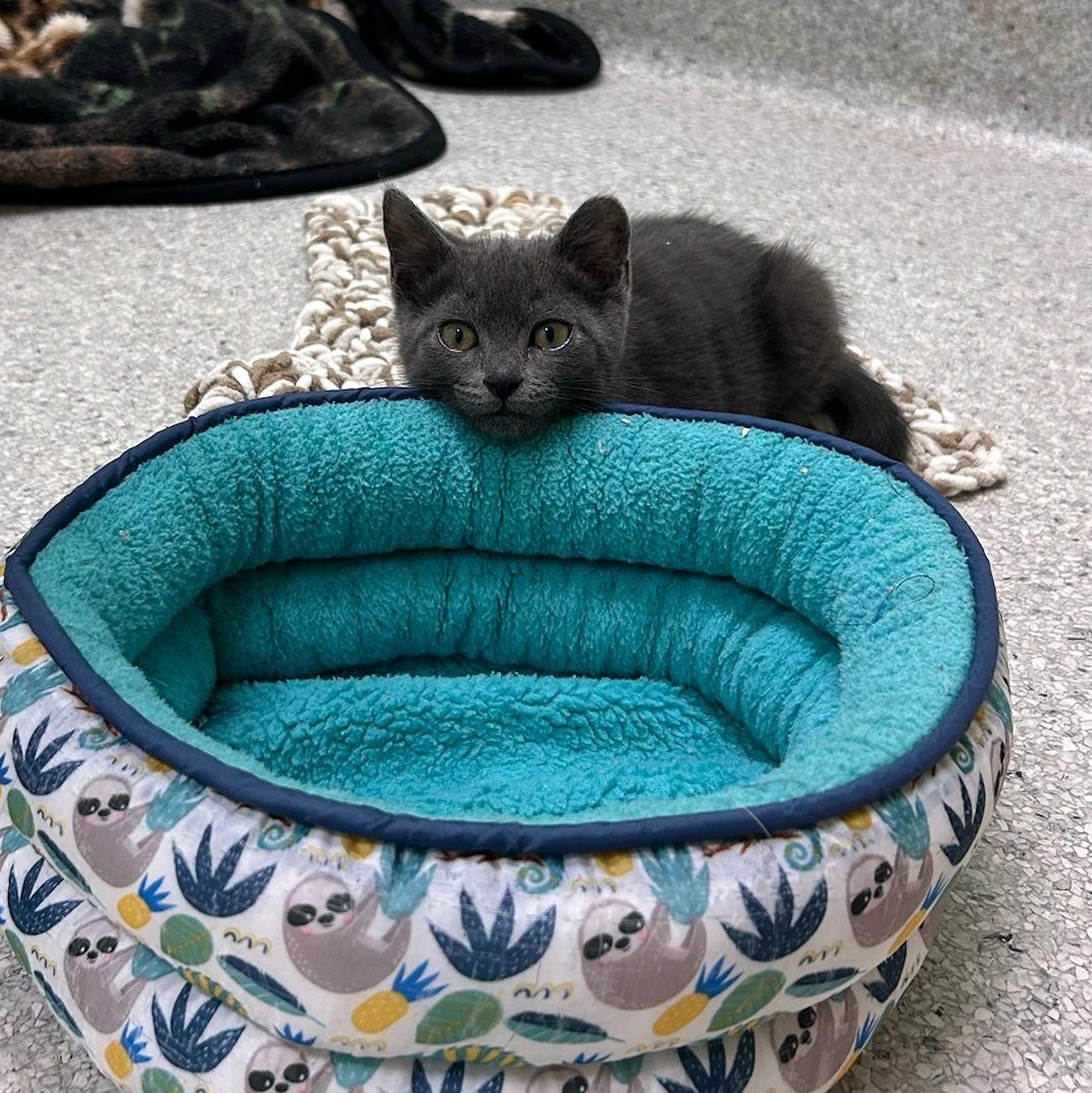 Bowie, a Adoptable Domestic Short Hair in Kent, WA image 2/2