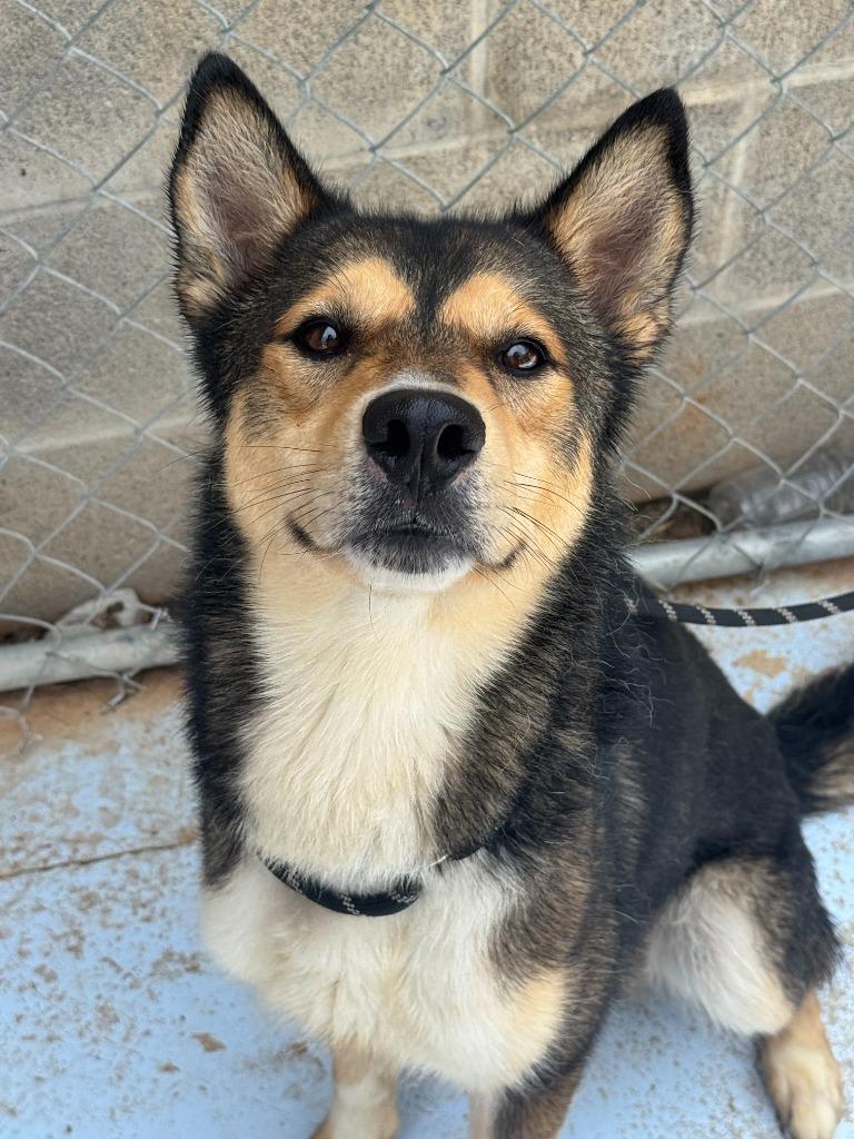 Enlarge Scrat, a Adoptable mixed breed in Russellville, KY image 1/6