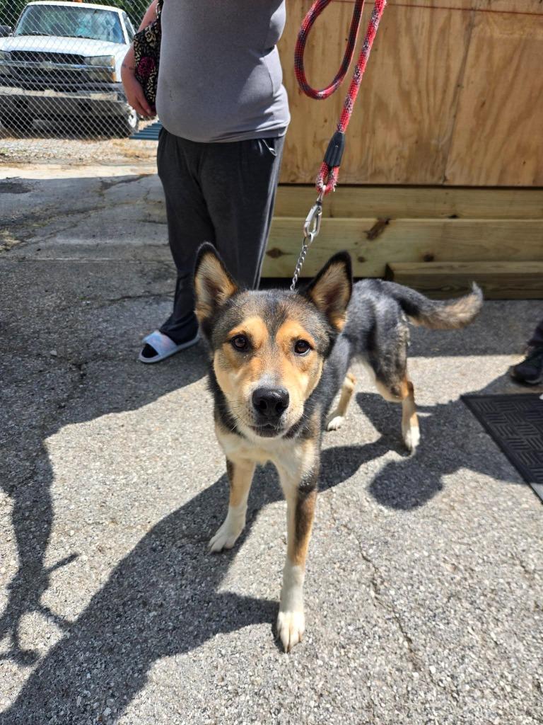 Enlarge Scrat, a Adoptable mixed breed in Russellville, KY image 3/6