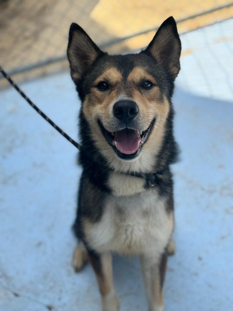 Enlarge Scrat, a Adoptable mixed breed in Russellville, KY image 4/6