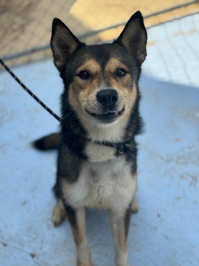 Enlarge Scrat, a Adoptable mixed breed in Russellville, KY image 5/6