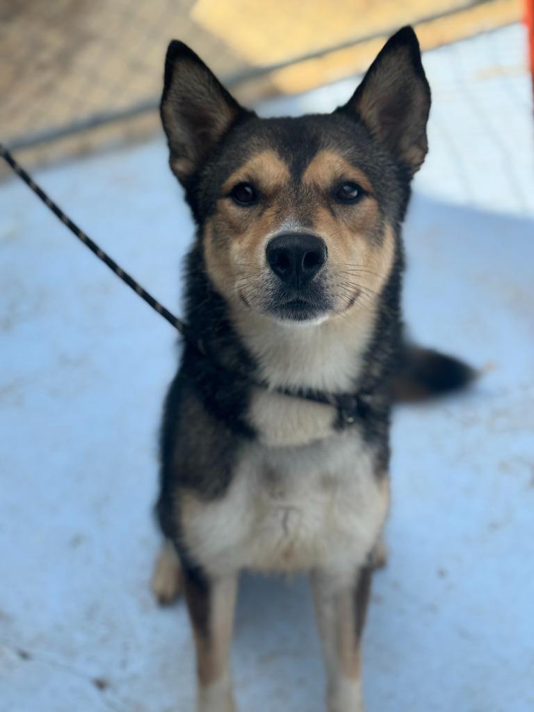 Enlarge Scrat, a Adoptable mixed breed in Russellville, KY image 6/6