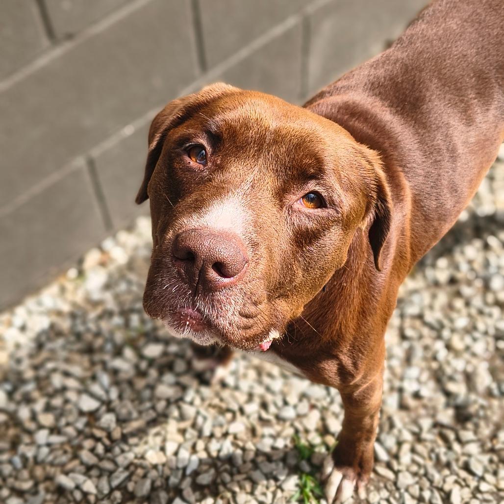 Creed, a Adoptable Mixed Breed in Edwardsville, IL image 1/4
