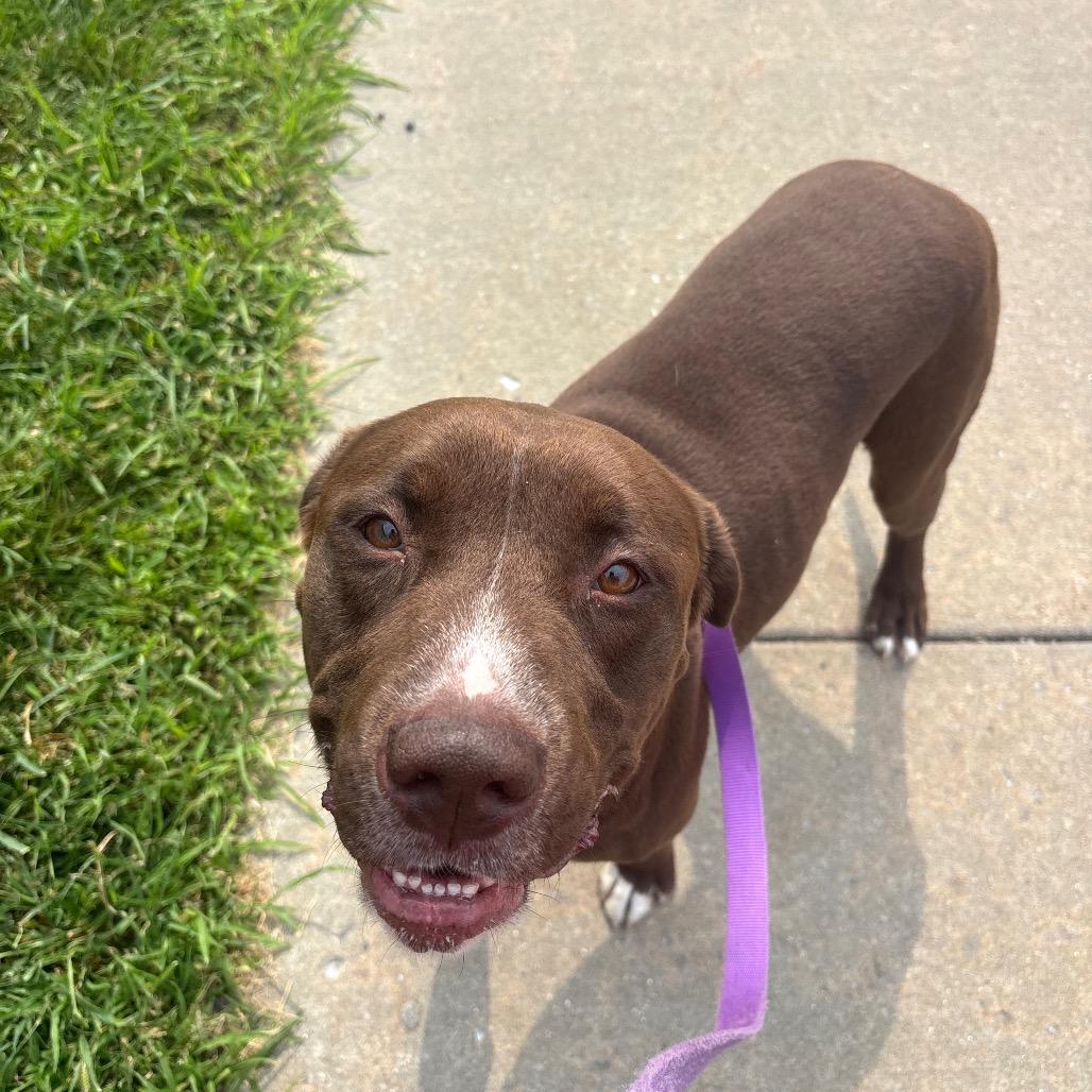 Creed, a Adoptable Mixed Breed in Edwardsville, IL image 2/4