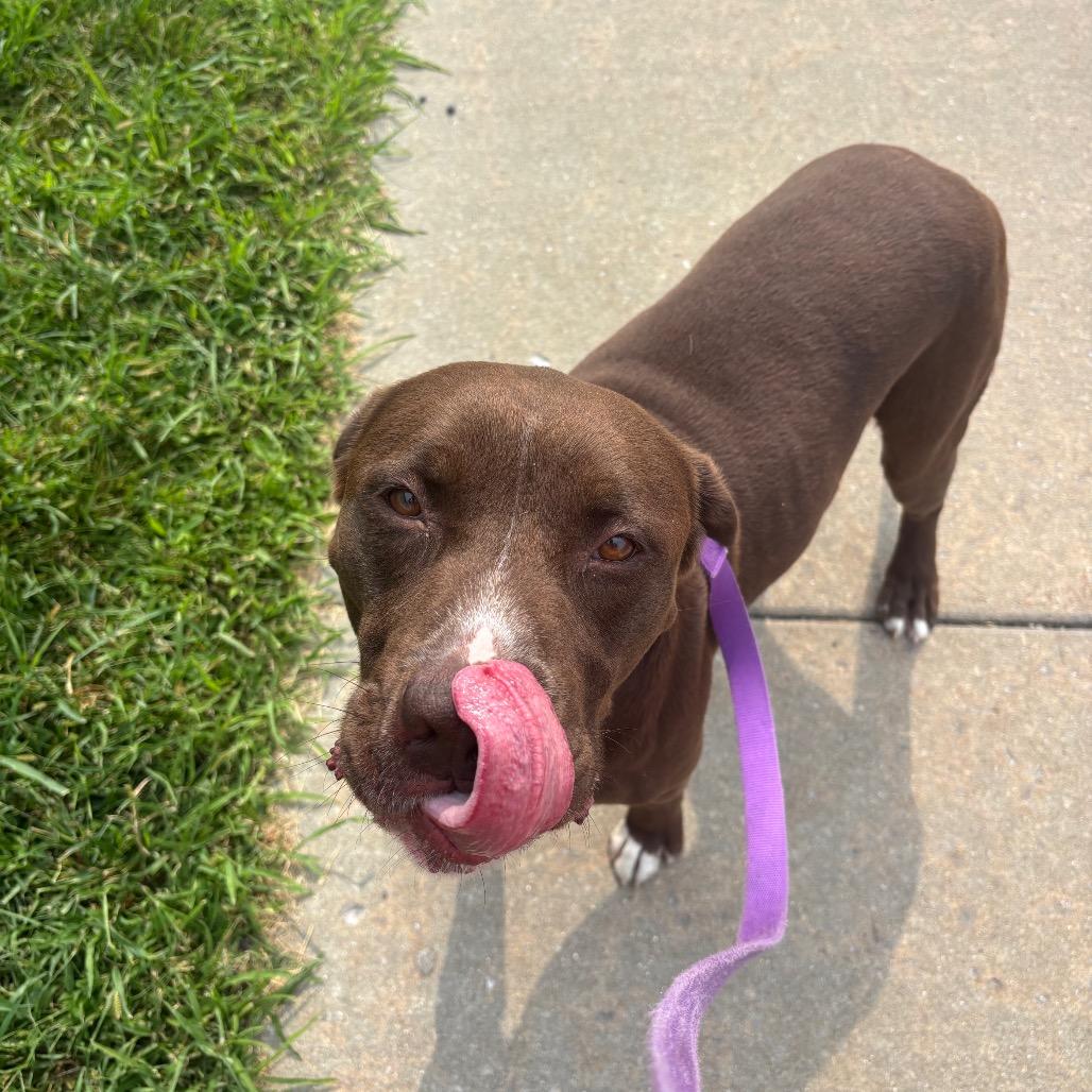 Creed, a Adoptable Mixed Breed in Edwardsville, IL image 3/4
