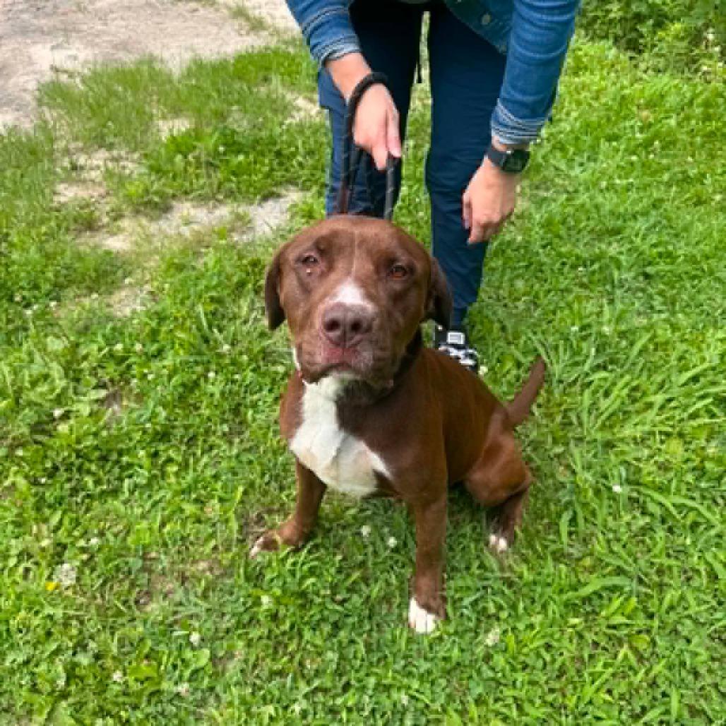 Creed, a Adoptable Mixed Breed in Edwardsville, IL image 4/4