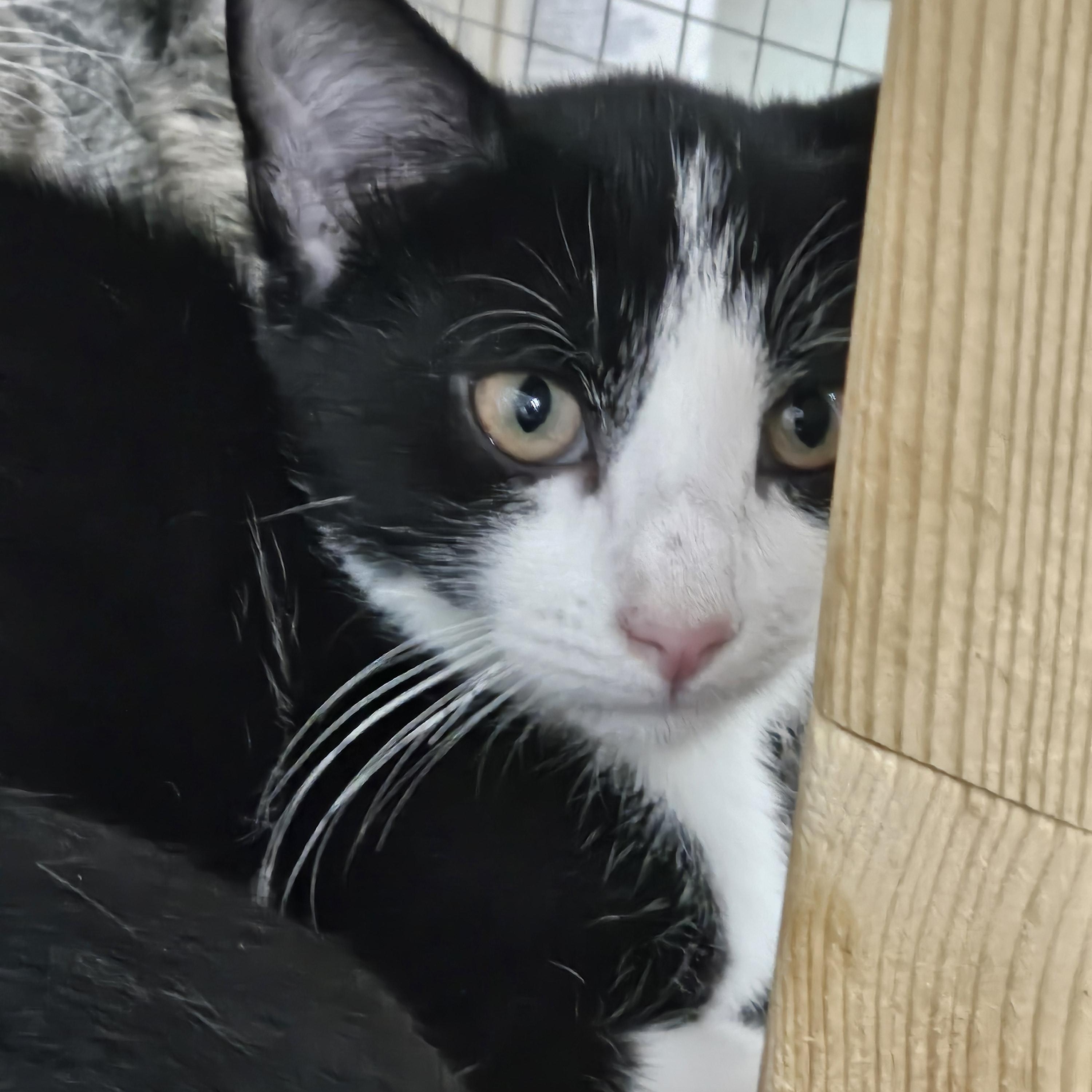 Enlarge Holiday, a ADOPTABLE Domestic Short Hair in Toledo, OH image 1/1