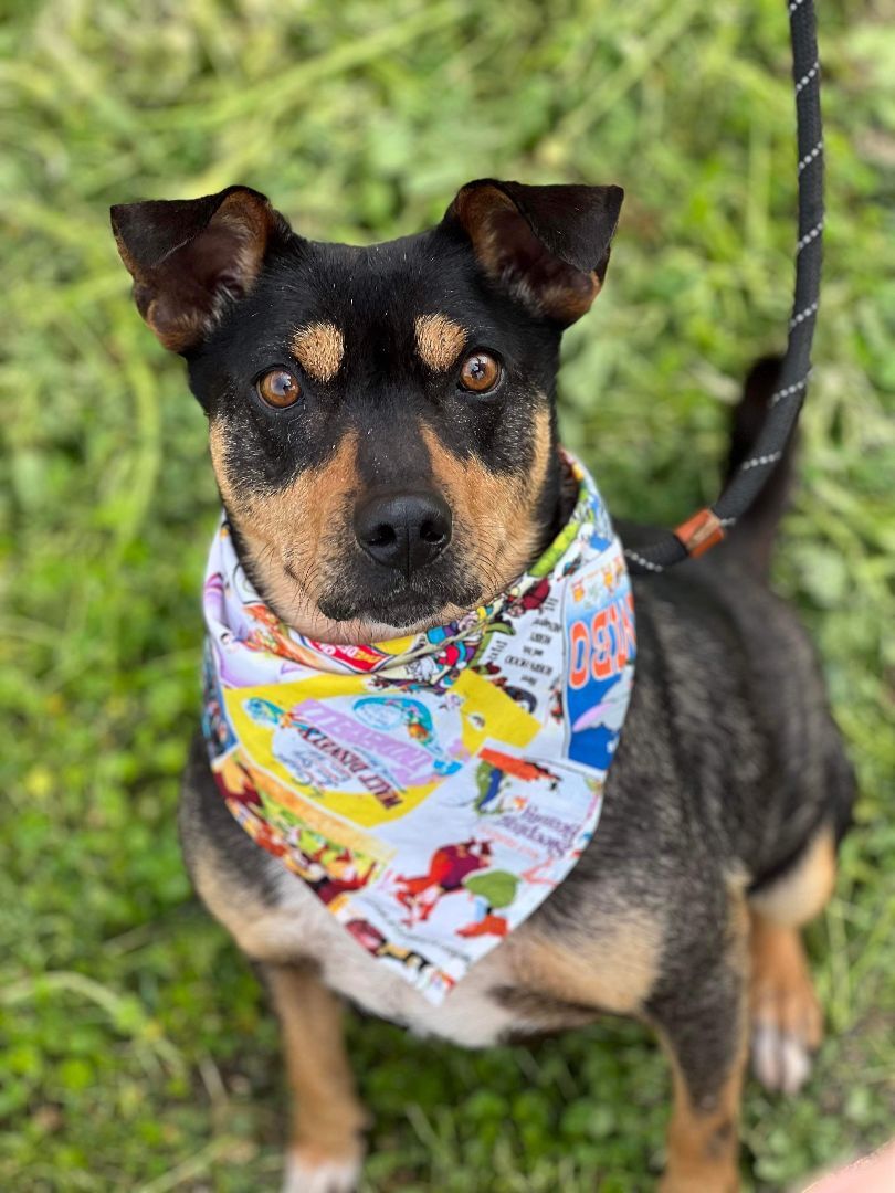 Enlarge Dante, a Adoptable mixed breed in Visalia, CA image 7/11