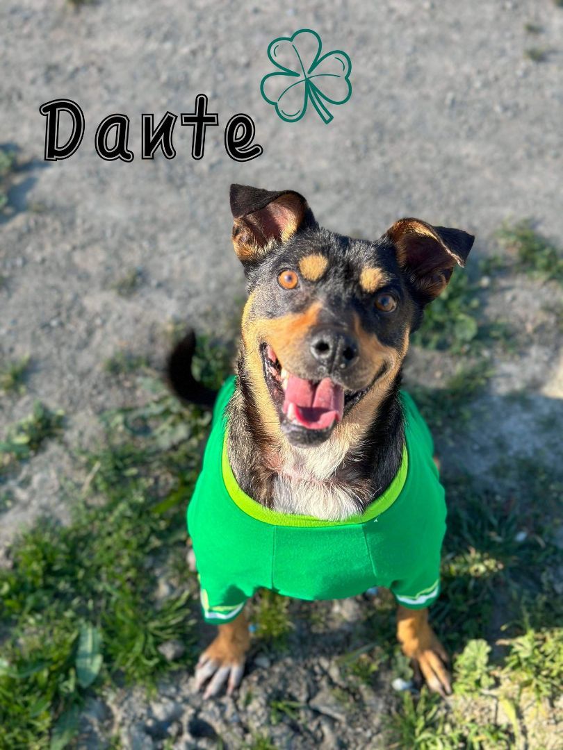 Dante, Adoptable, Adult Male Doberman Pinscher & Pit Bull Terrier.
