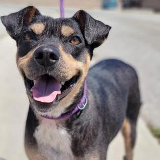 Enlarge Dante, a Adoptable mixed breed in Visalia, CA image 11/11