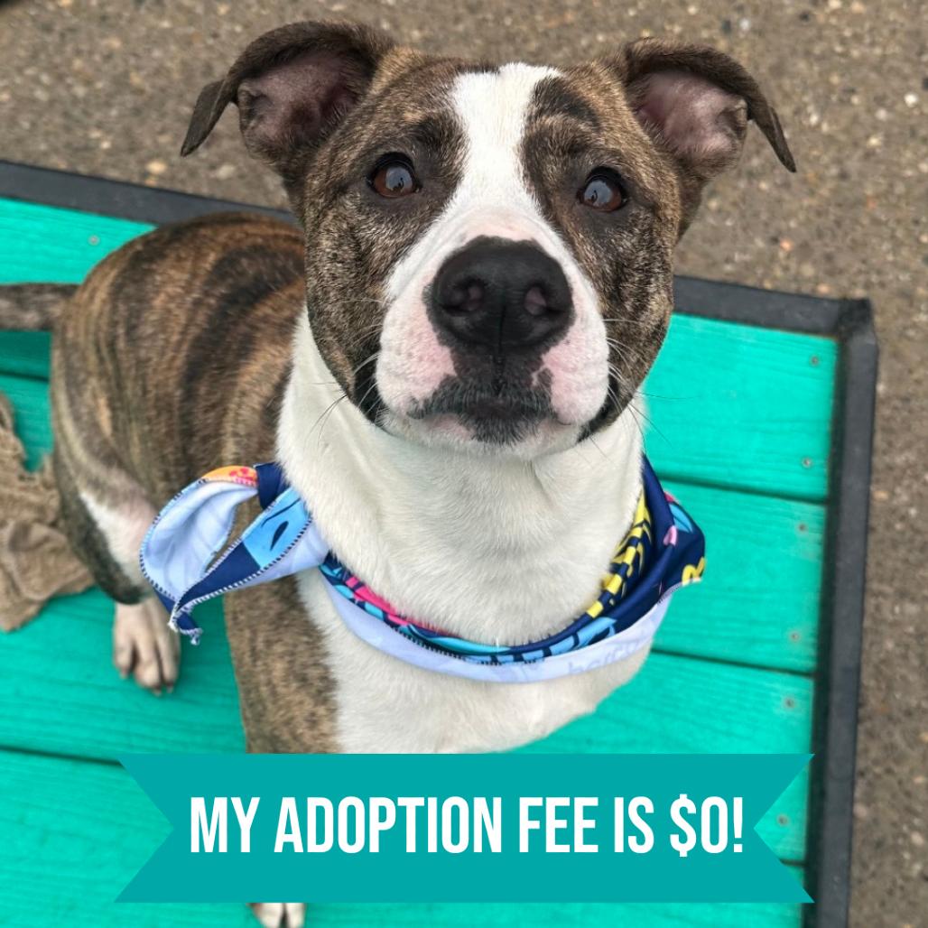 Ruby, Adoptable, Adult Female Mixed Breed.