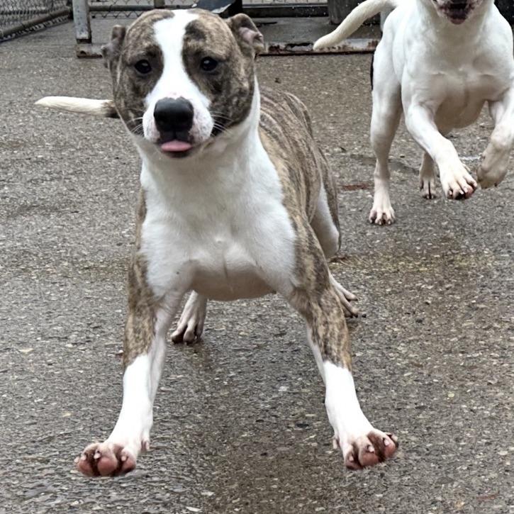 Enlarge Ruby, a Adoptable Mixed Breed in Charleston, WV image 1/2