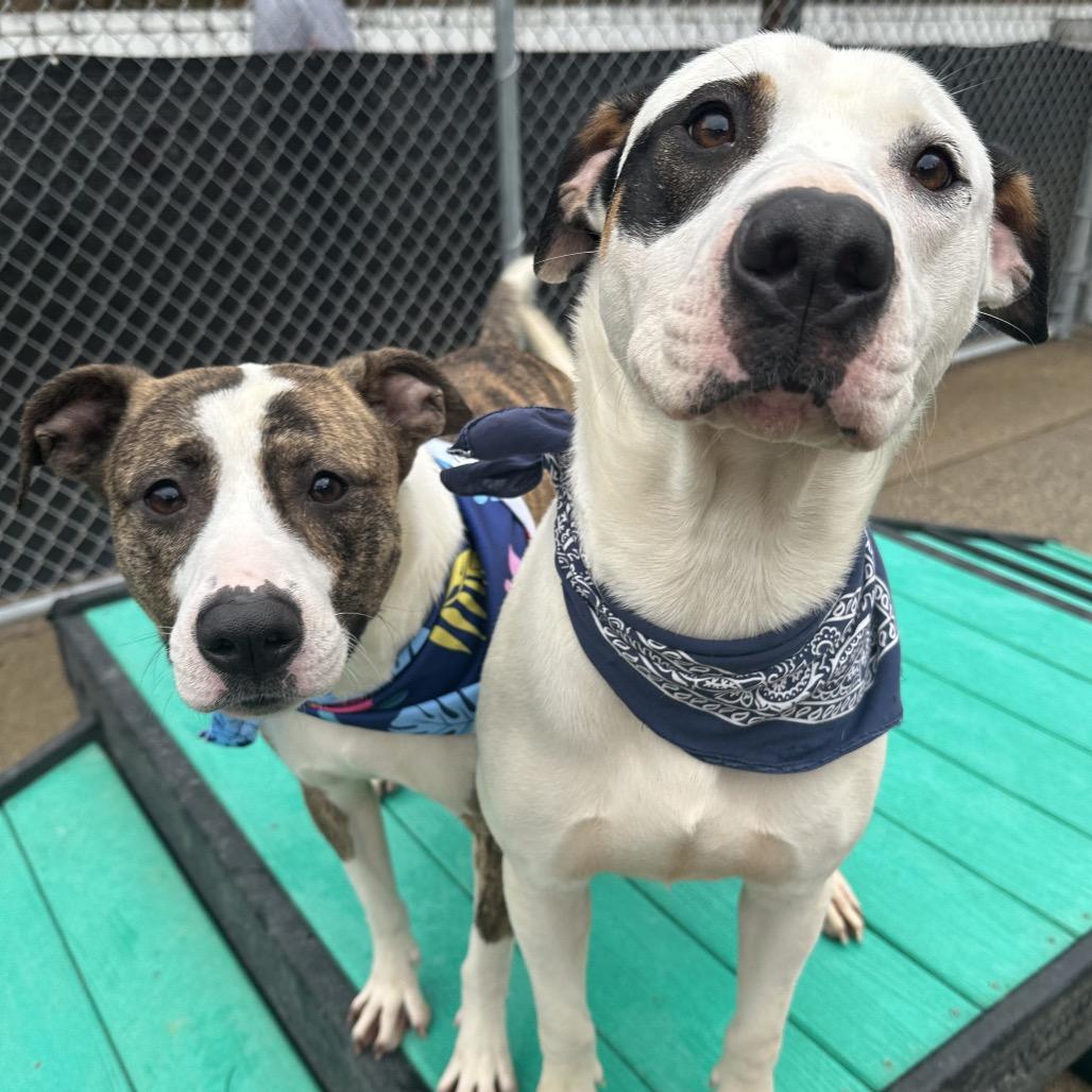 Enlarge Ruby, a Adoptable Mixed Breed in Charleston, WV image 2/6