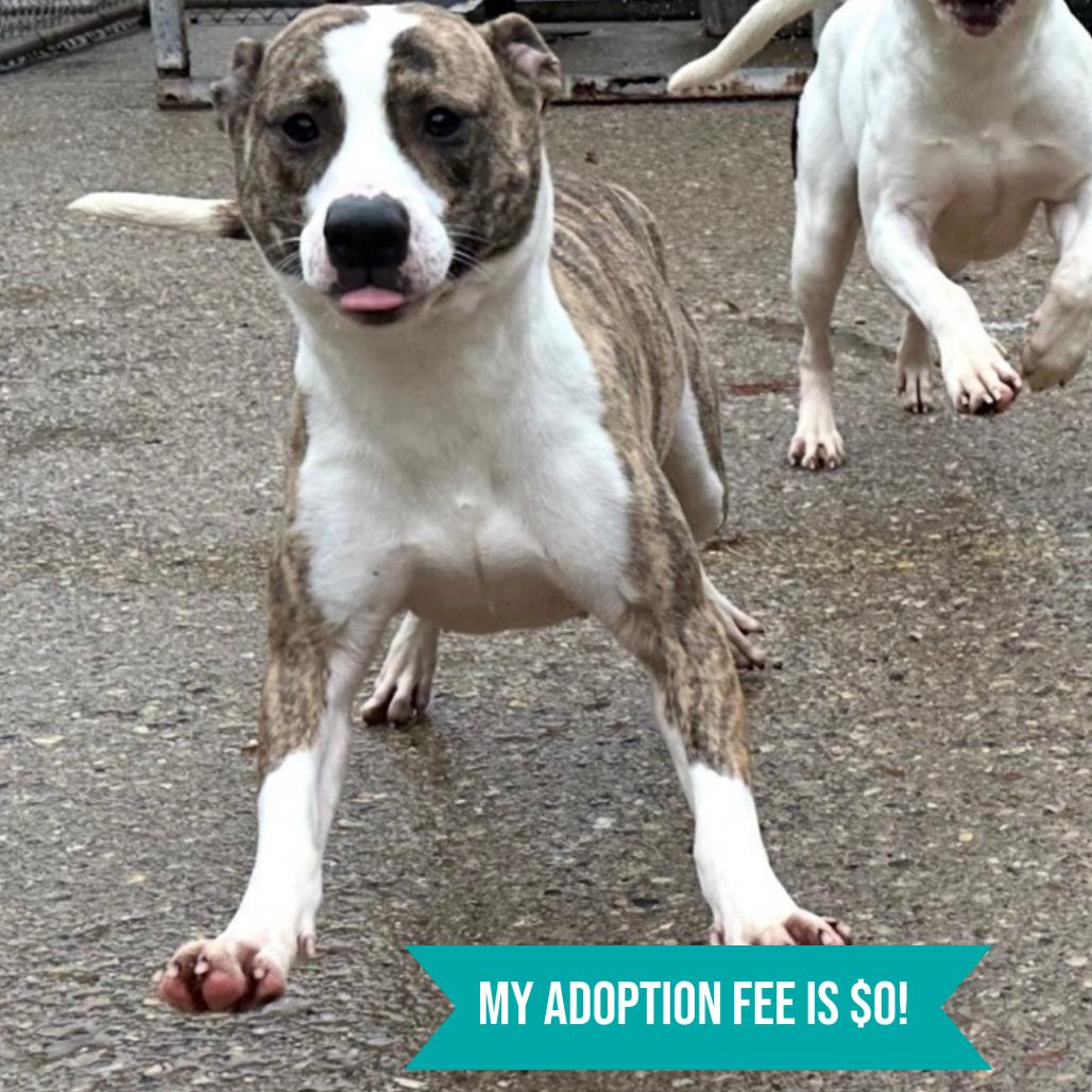 Enlarge Ruby, a Adoptable Mixed Breed in Charleston, WV image 3/6