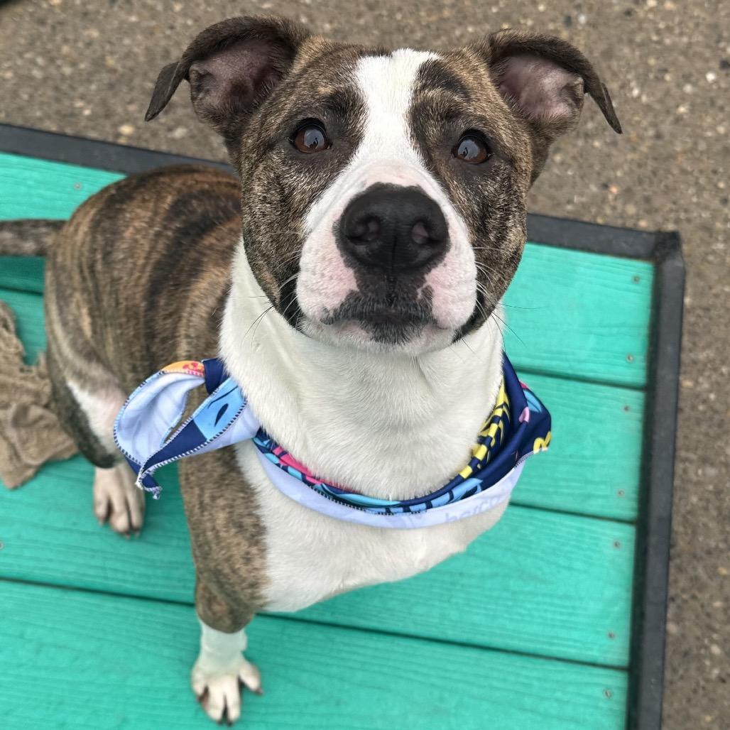 Enlarge Ruby, a Adoptable Mixed Breed in Charleston, WV image 4/6