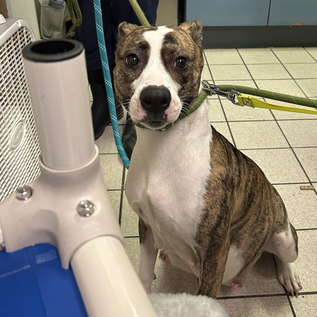 Enlarge Ruby, a Adoptable Mixed Breed in Charleston, WV image 2/2