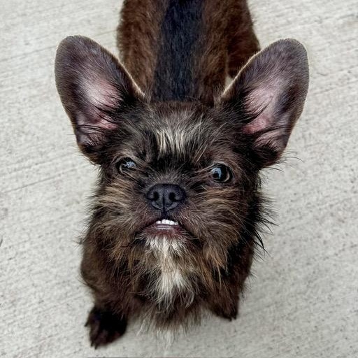 Blossom, adopted, Puppy Female French Bulldog.