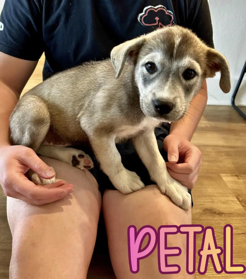 Enlarge Petal, a Adoptable mixed breed in Orlando, FL image 2/2