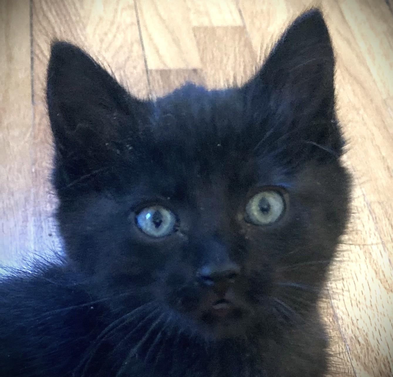 SHELLY-pending, a ADOPTABLE American Shorthair in Mankato, MN image 1/2