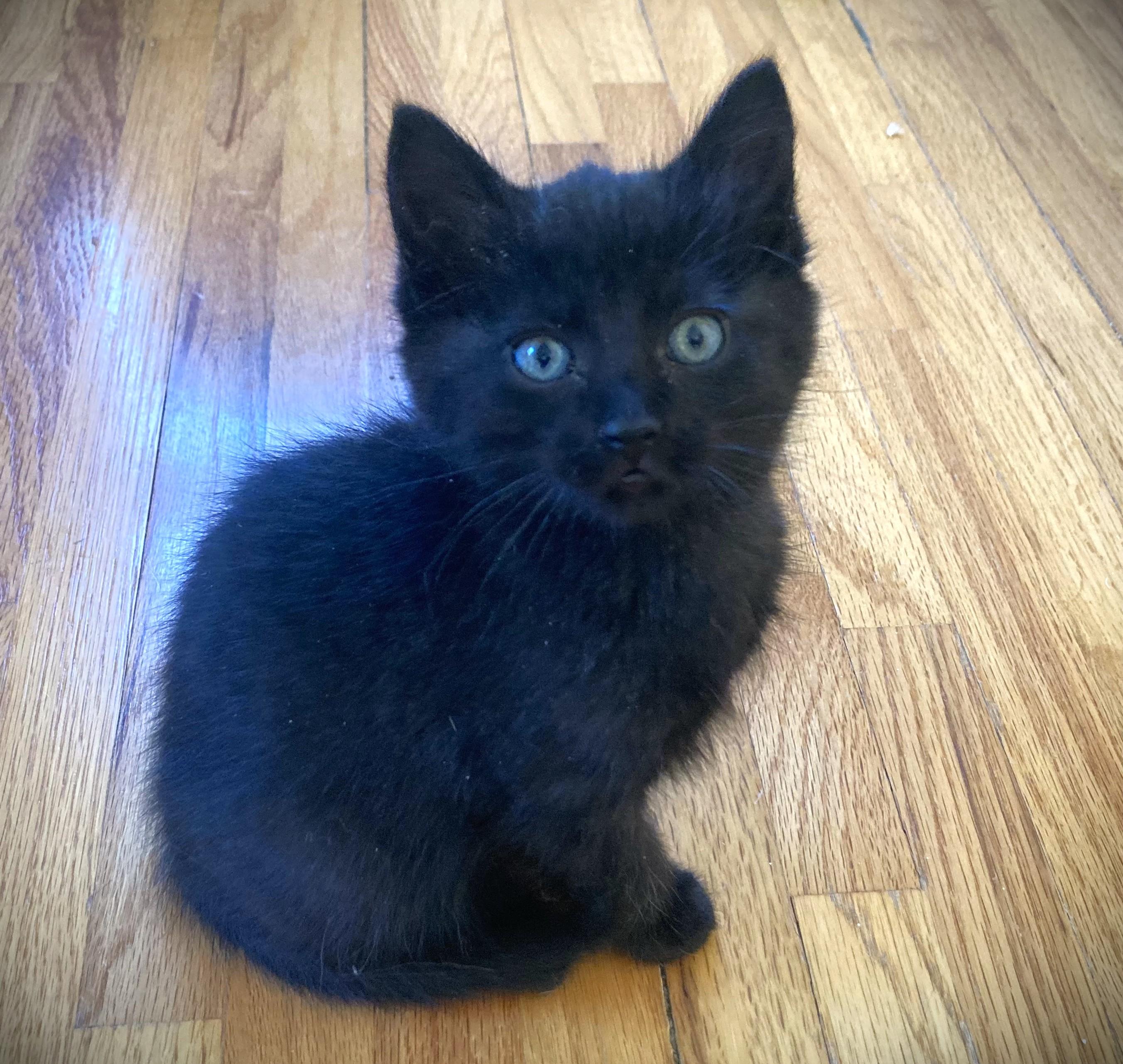 SHELLY-pending, a ADOPTABLE American Shorthair in Mankato, MN image 2/2