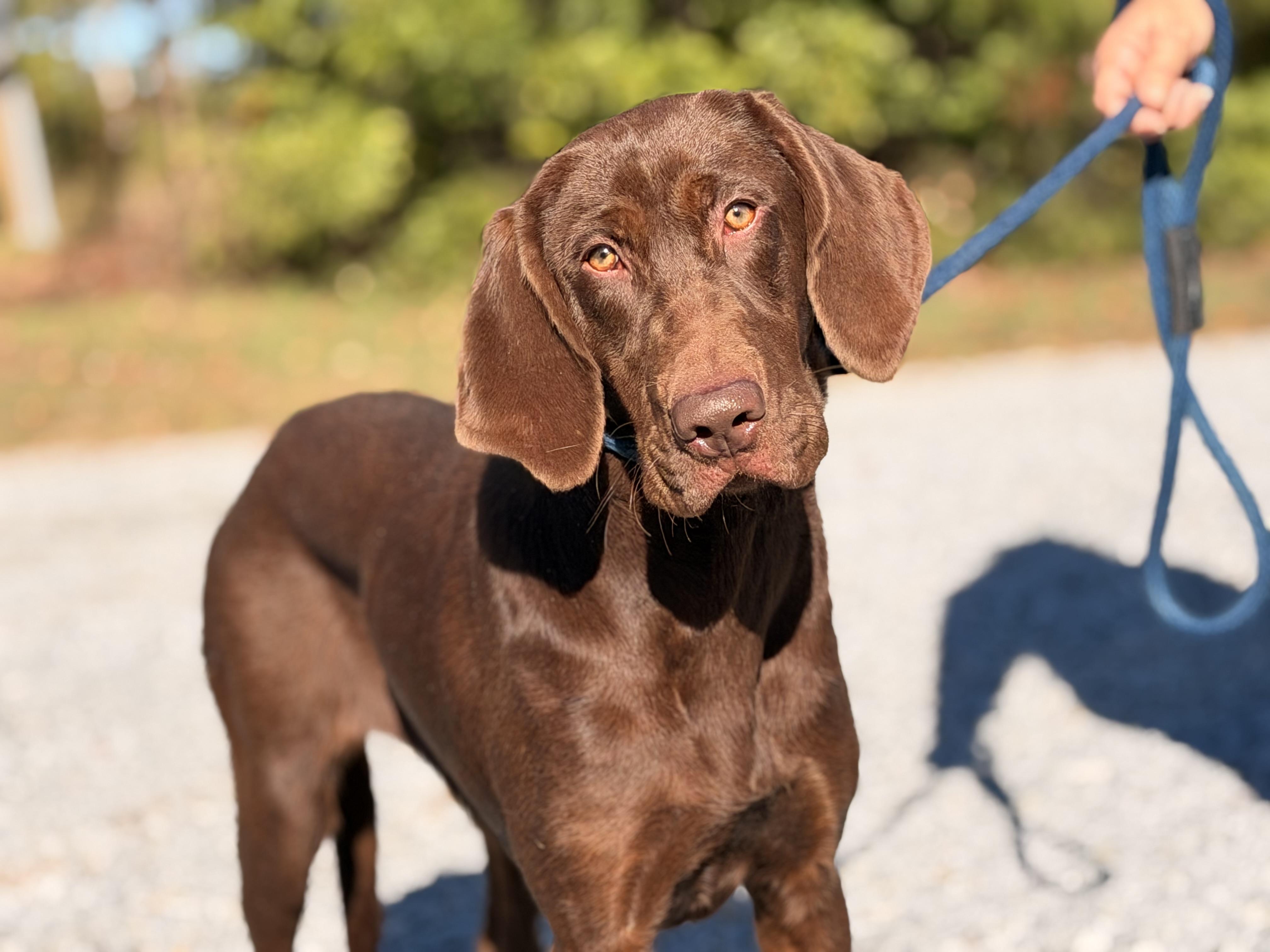 Enlarge Java, a Adopted mixed breed in Richmond, VA image 4/6