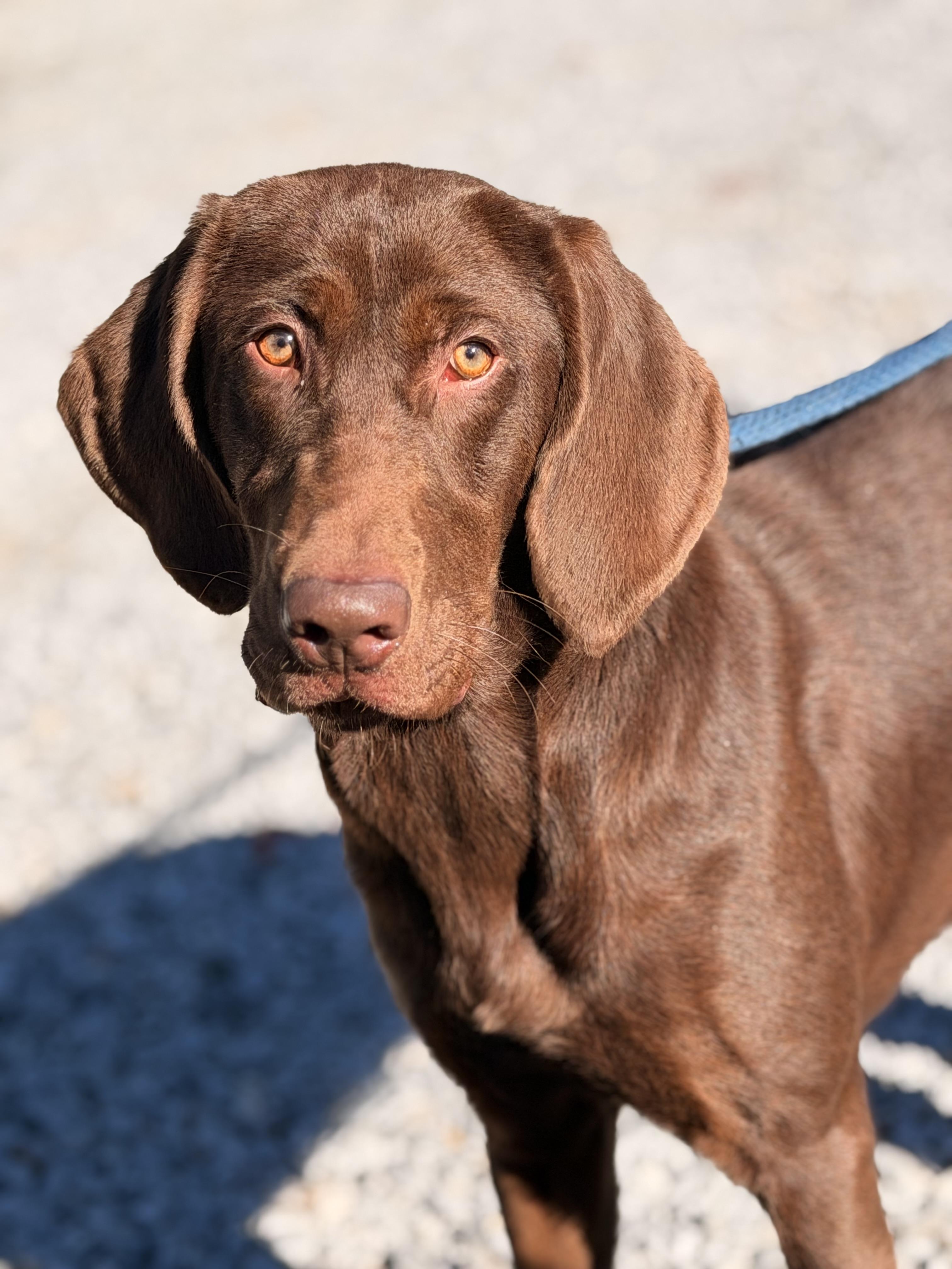 Java, Adopted, Young Female Chocolate Labrador Retriever & Bloodhound.