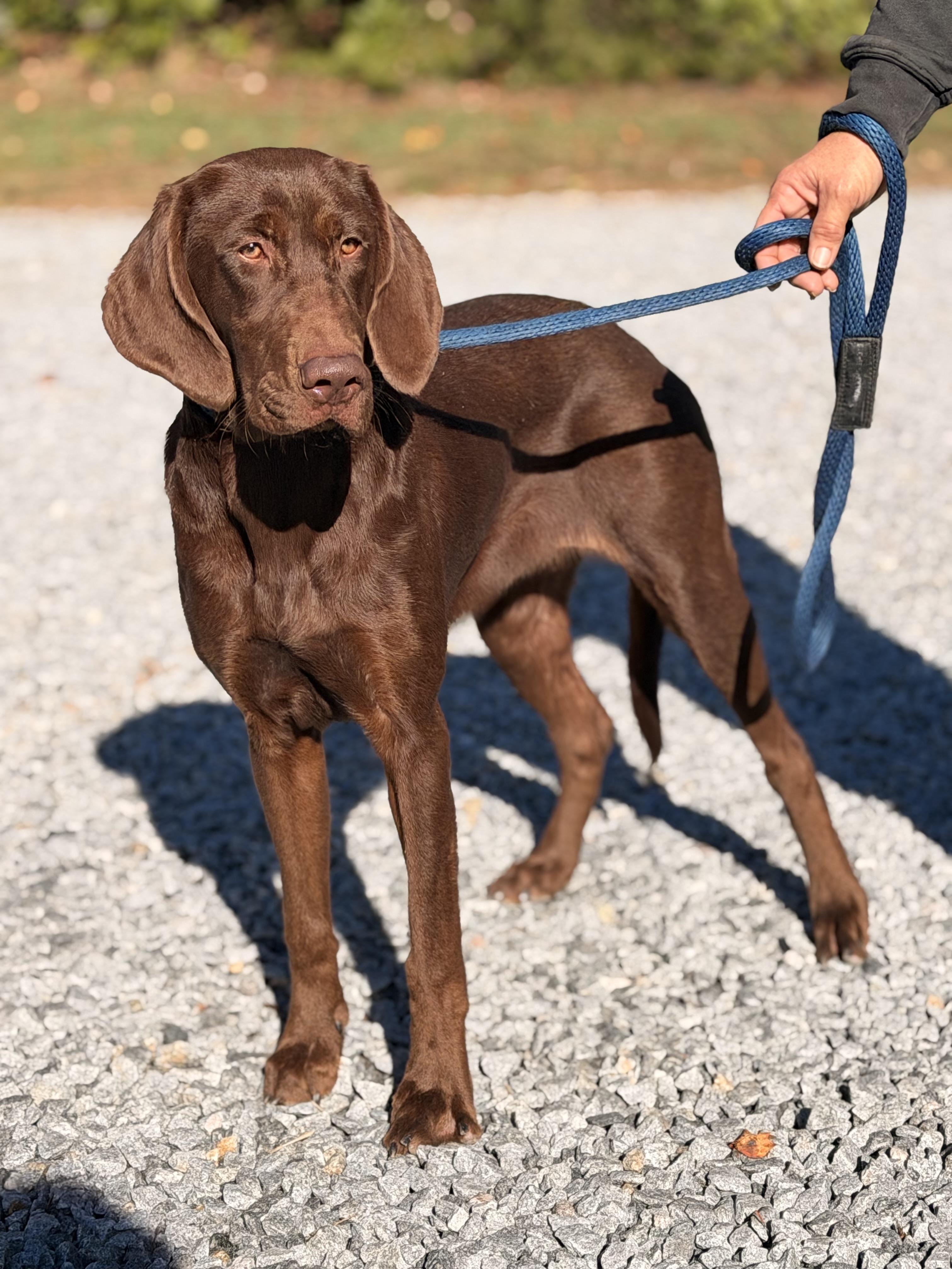Enlarge Java, a Adopted mixed breed in Richmond, VA image 3/6