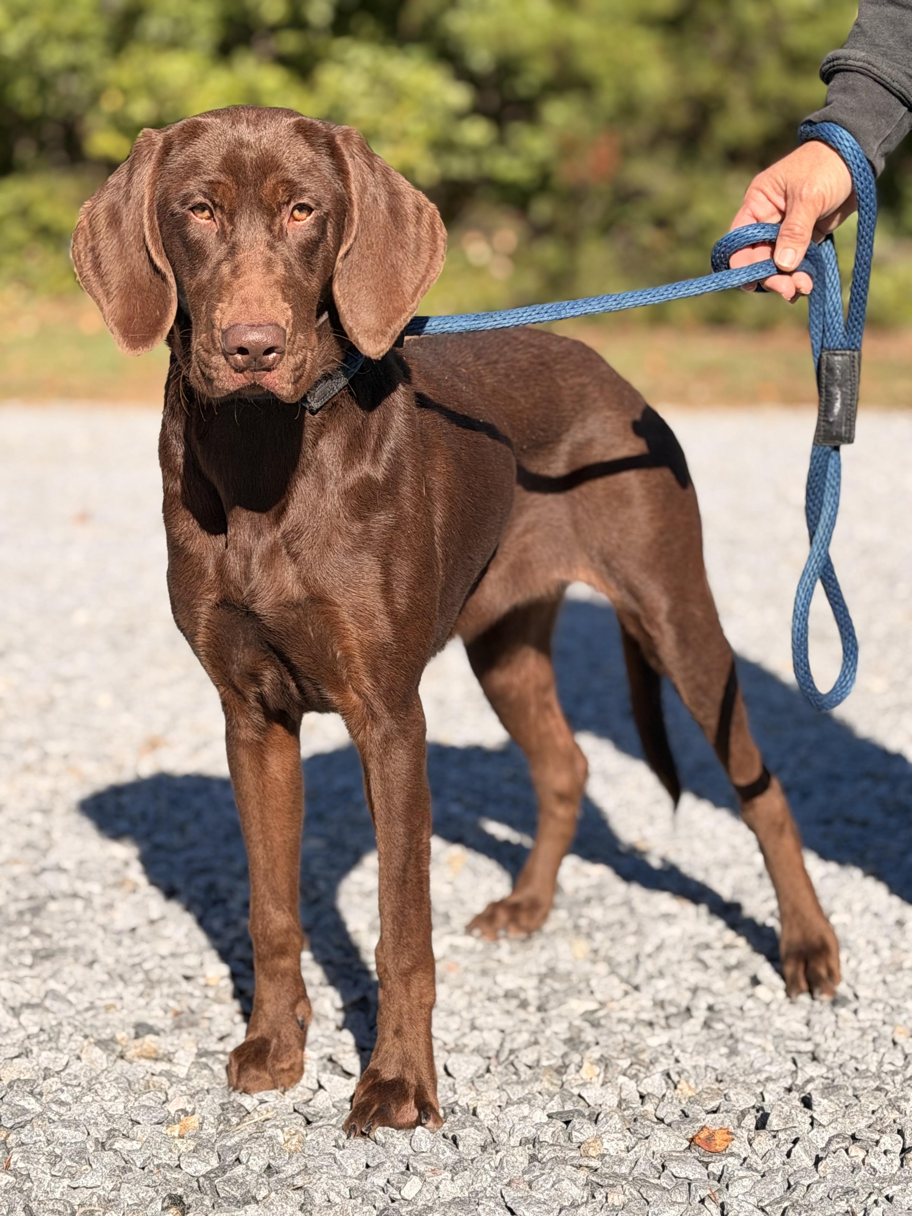 Enlarge Java, a Adopted mixed breed in Richmond, VA image 2/6