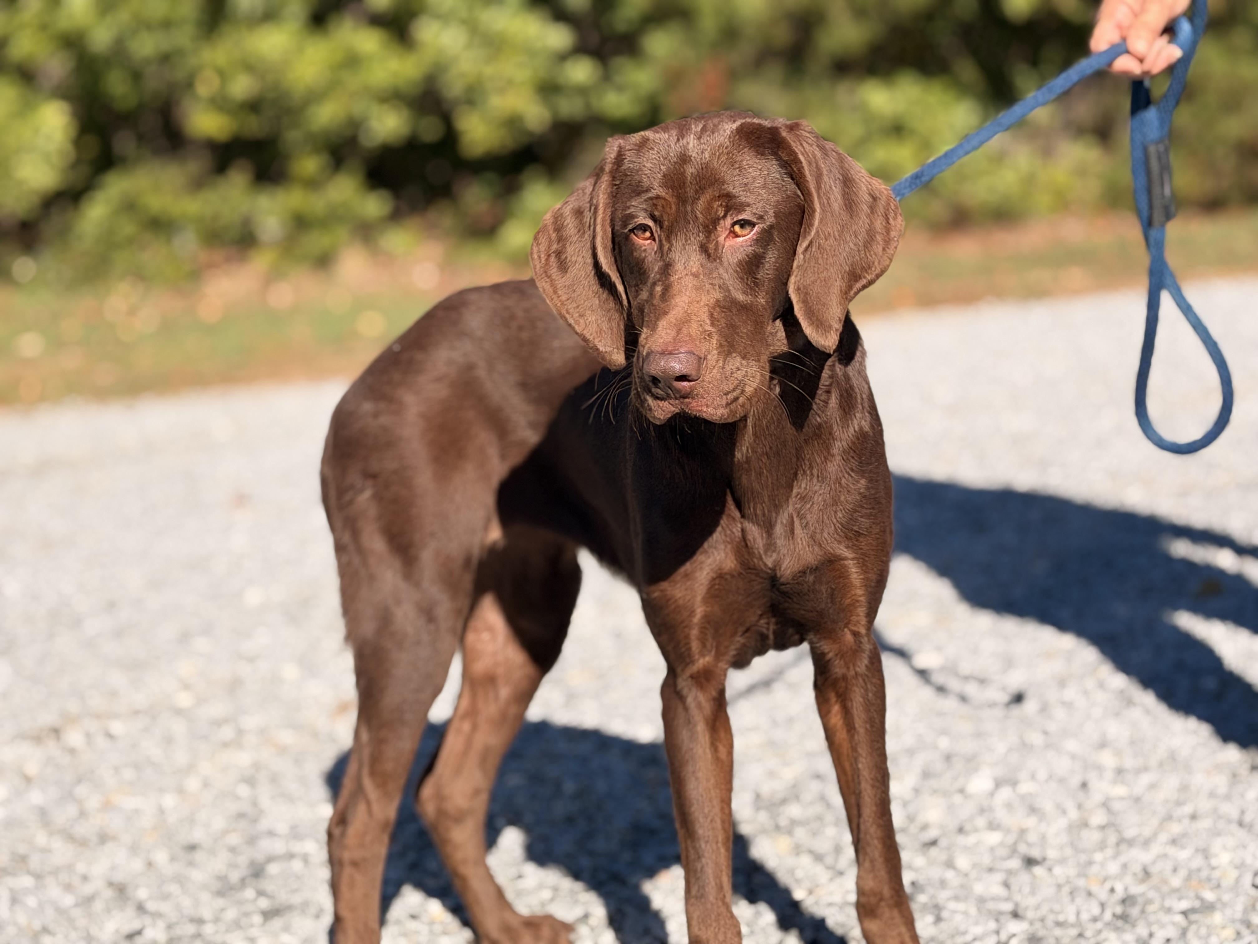 Enlarge Java, a Adopted mixed breed in Richmond, VA image 6/6