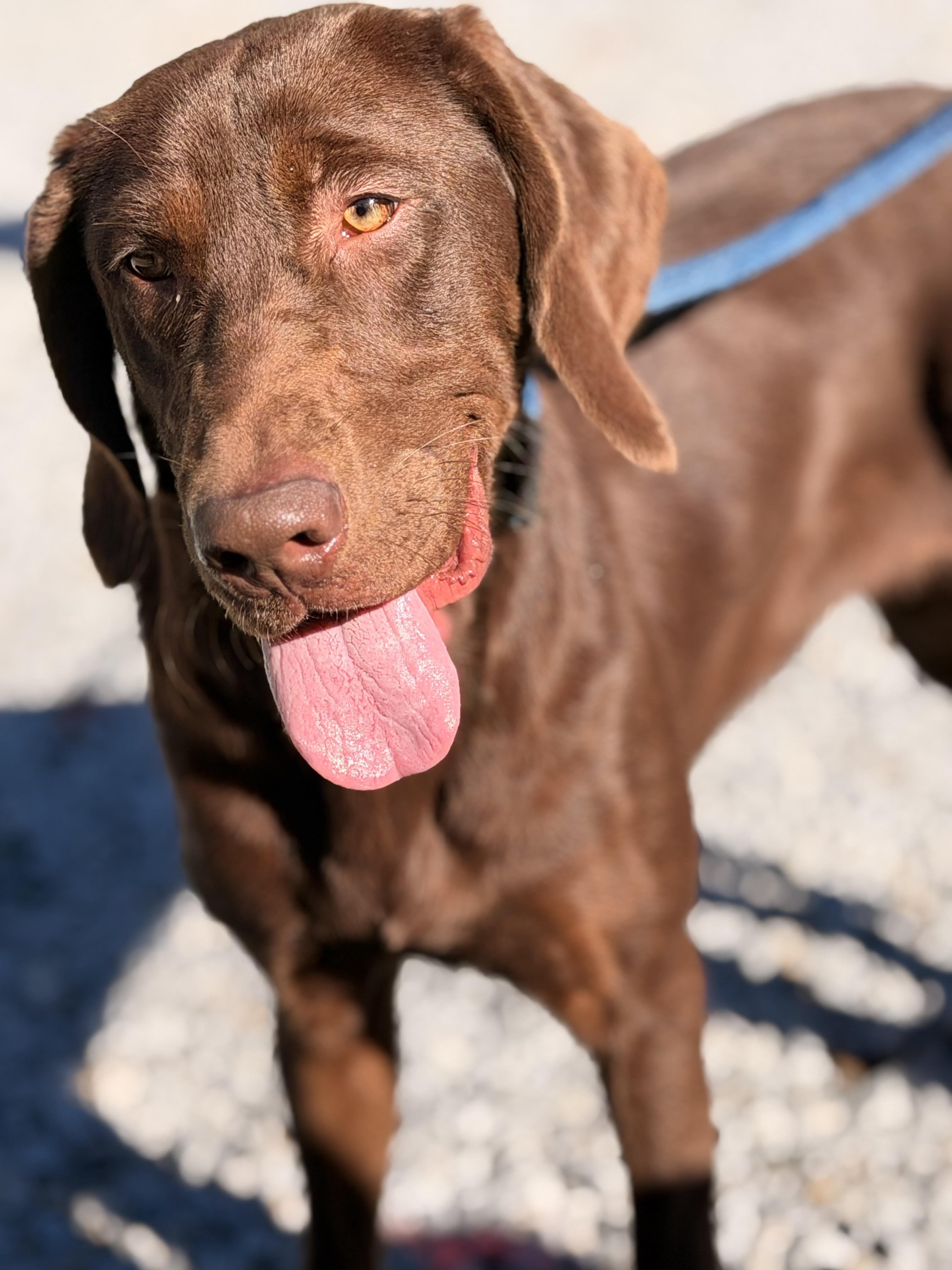 Enlarge Java, a Adopted mixed breed in Richmond, VA image 5/6