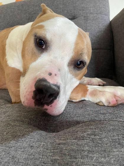 China, Adoptable, Adult Female Mixed Breed & Mixed Breed.