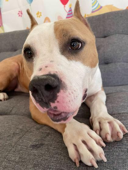 China, a Adoptable mixed breed in South Bend, IN image 2/3