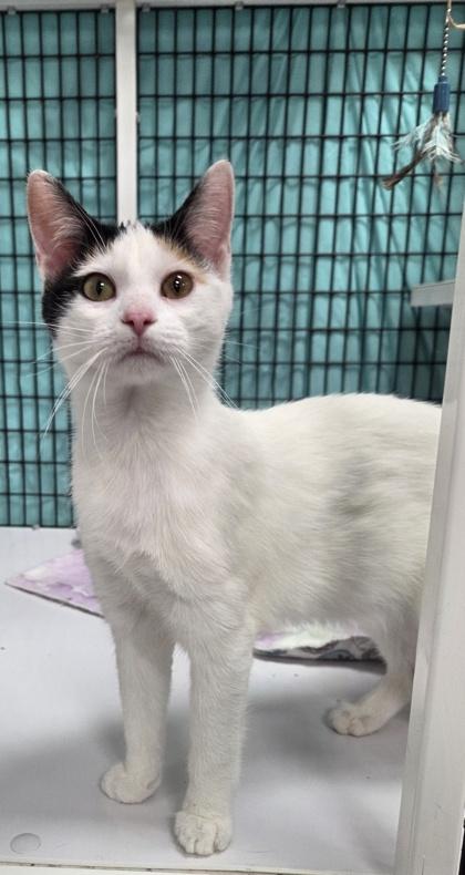 Ember, Adoptable, Young Female Domestic Short Hair & Domestic Short Hair.