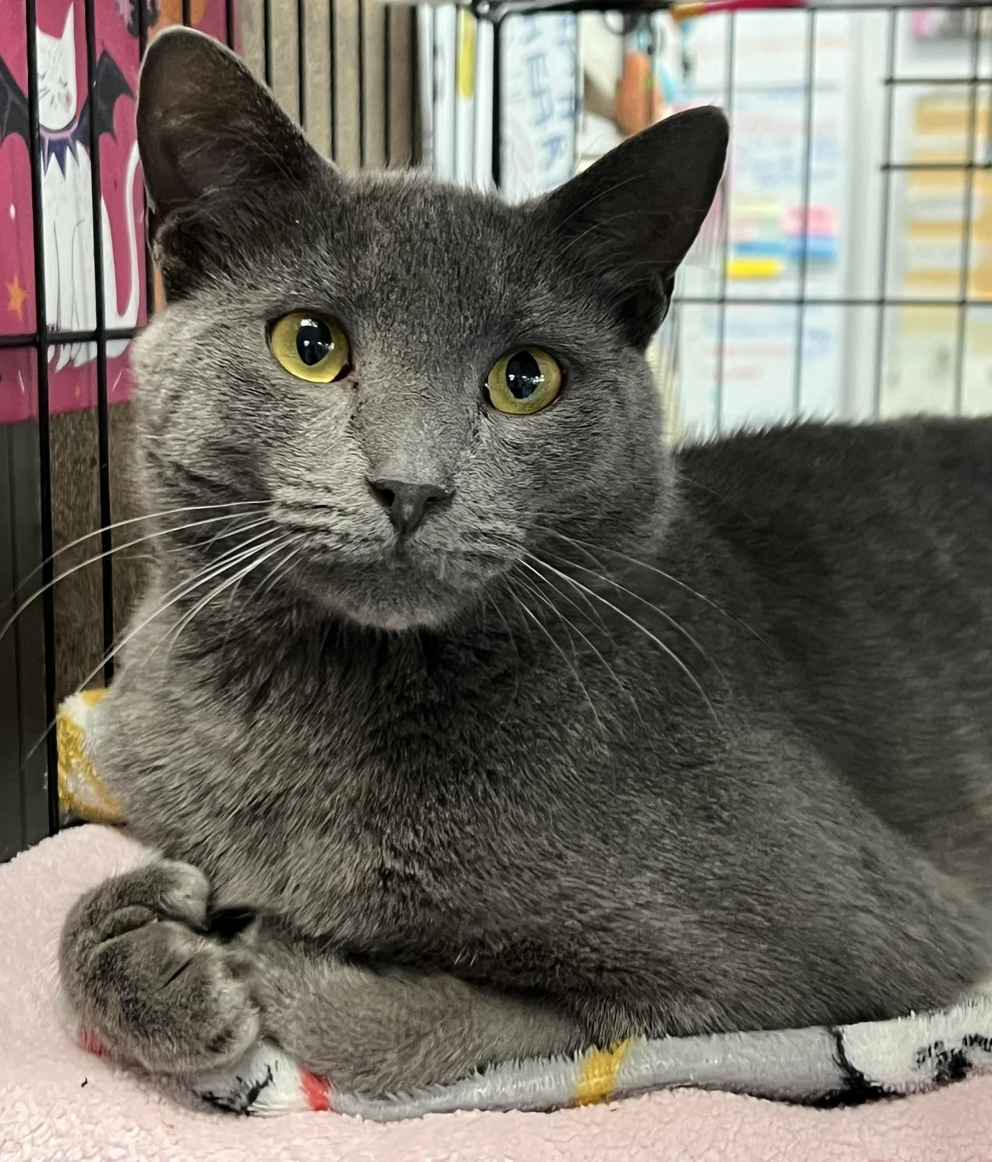 Enlarge Earl, a ADOPTABLE Domestic Short Hair in Johnston, RI image 6/6