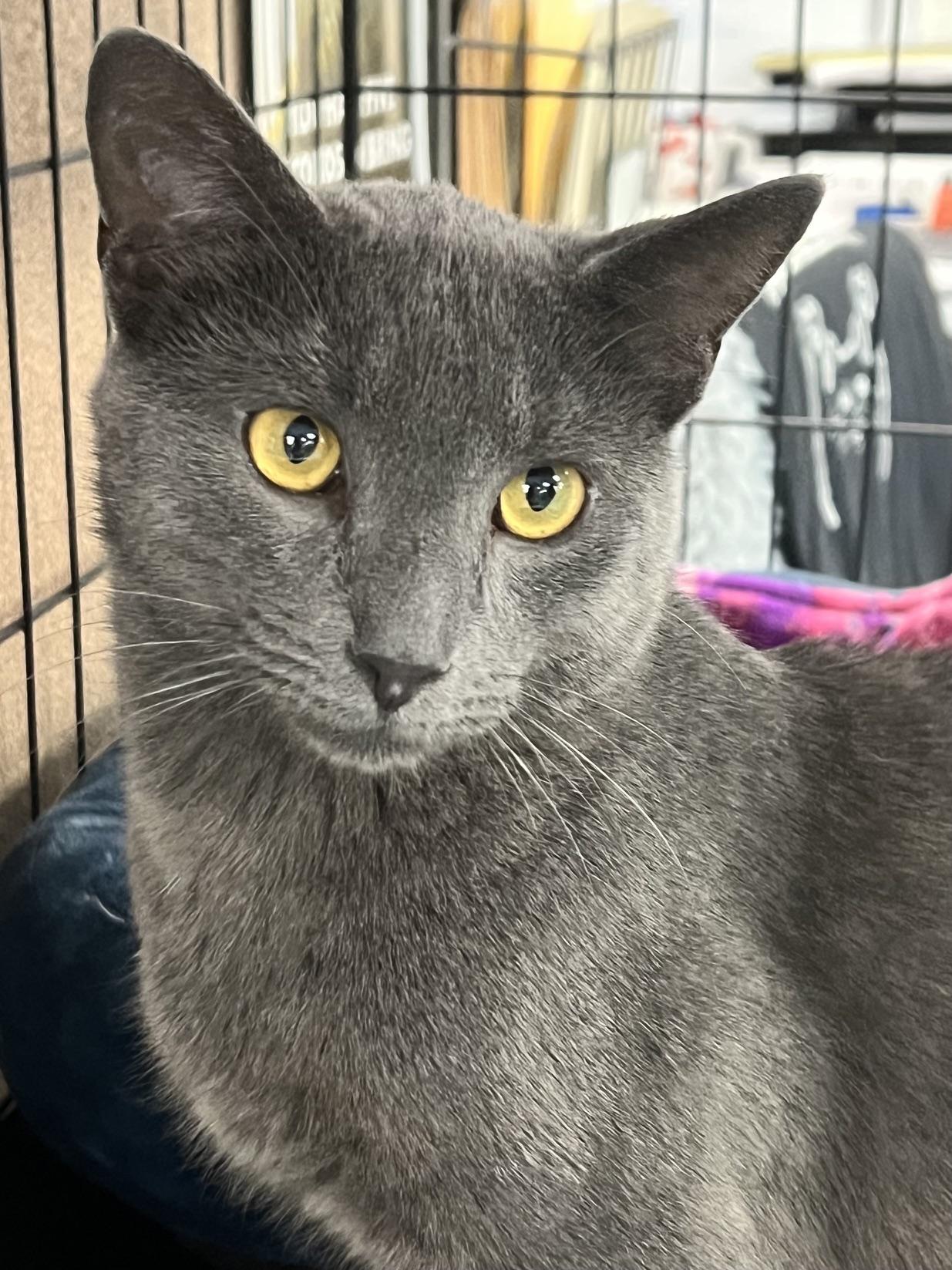 Enlarge Earl, a ADOPTABLE Domestic Short Hair in Johnston, RI image 3/6