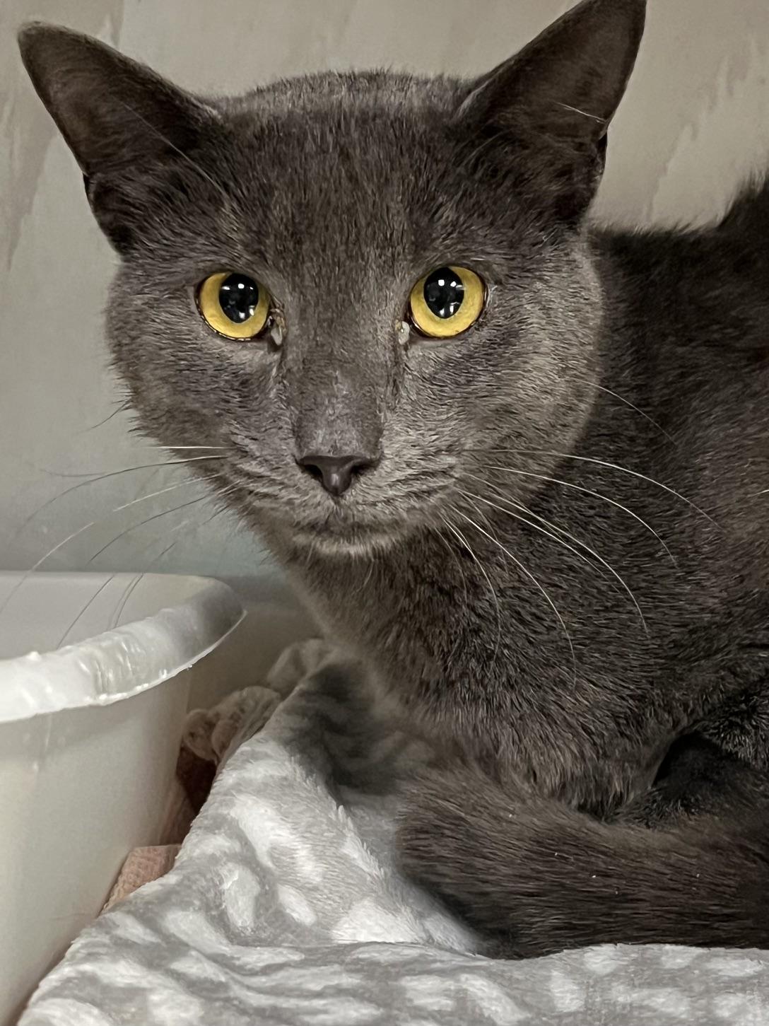 Enlarge Earl, a ADOPTABLE Domestic Short Hair in Johnston, RI image 5/6