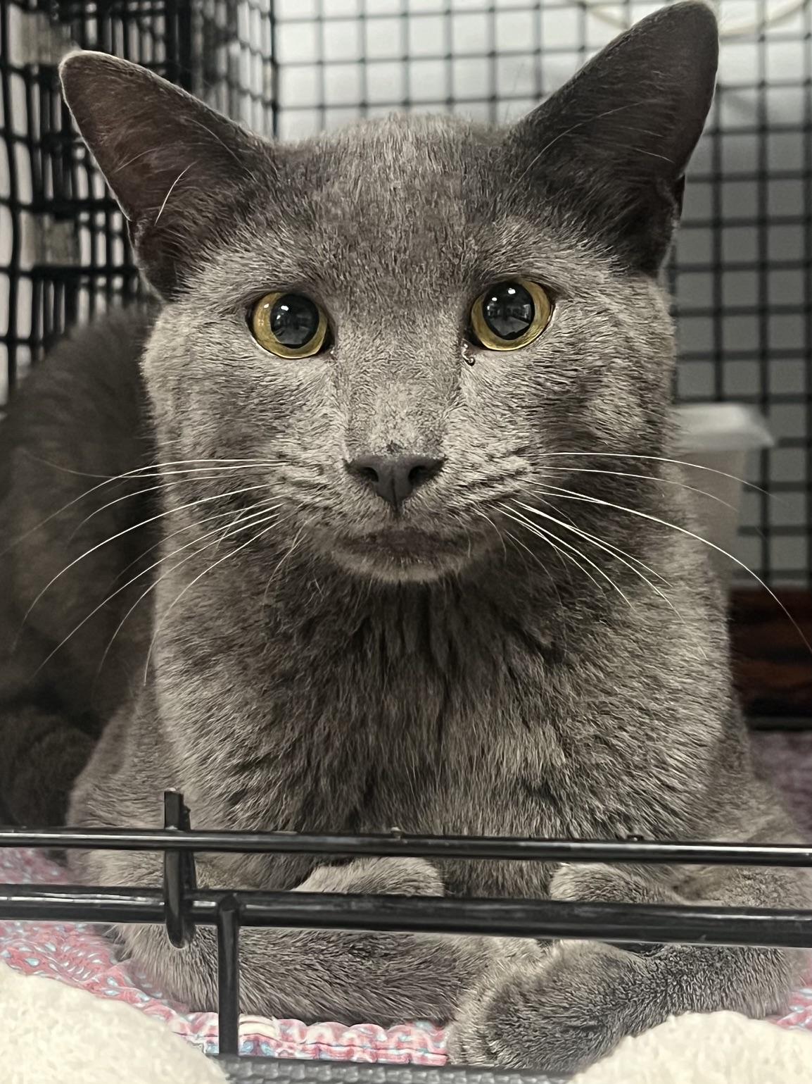 Enlarge Earl, a ADOPTABLE Domestic Short Hair in Johnston, RI image 4/6