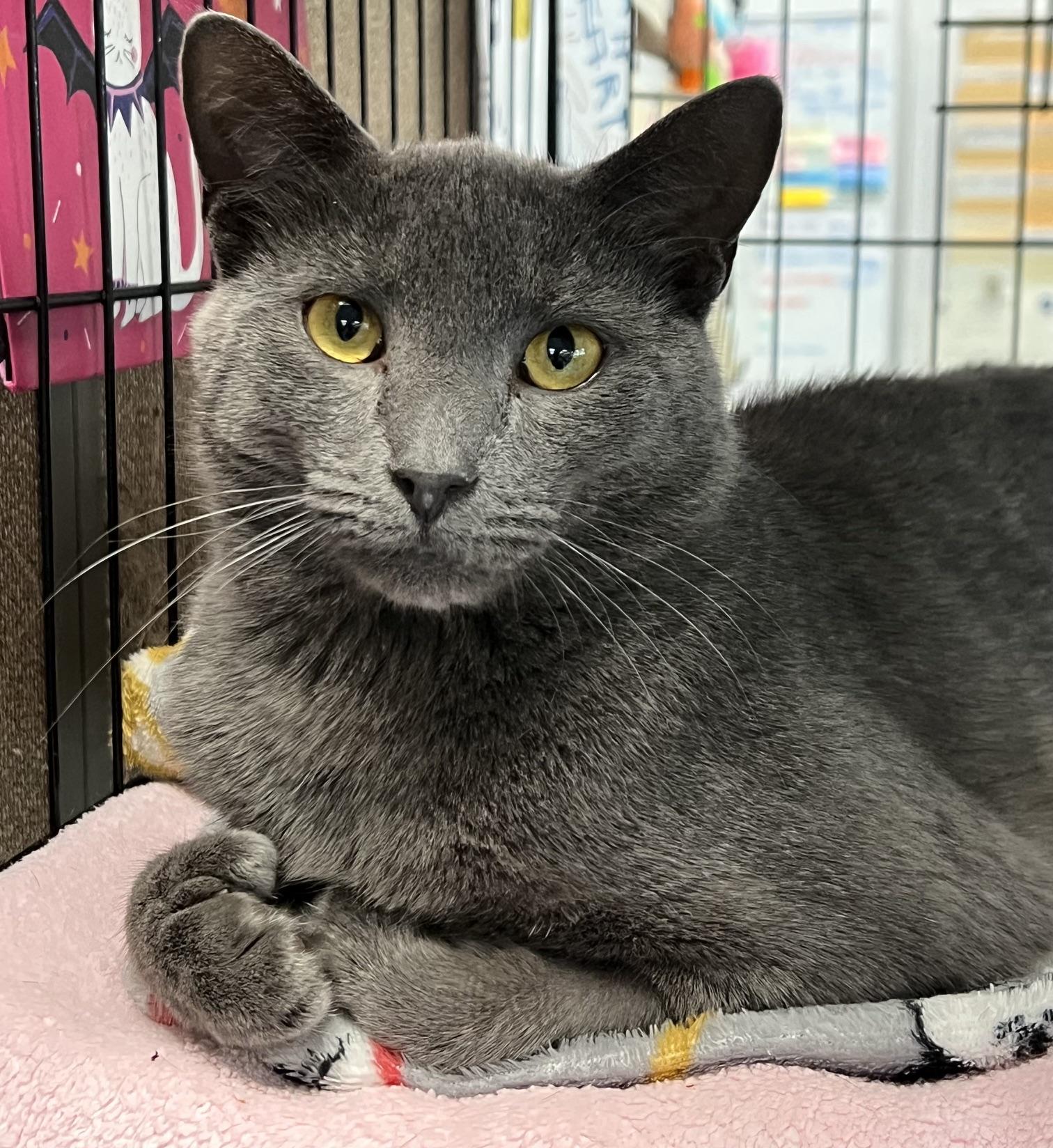 Earl, ADOPTABLE, Young Male Domestic Short Hair.