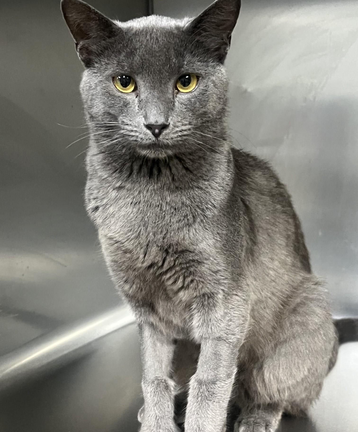 Enlarge Earl, a ADOPTABLE Domestic Short Hair in Johnston, RI image 2/6
