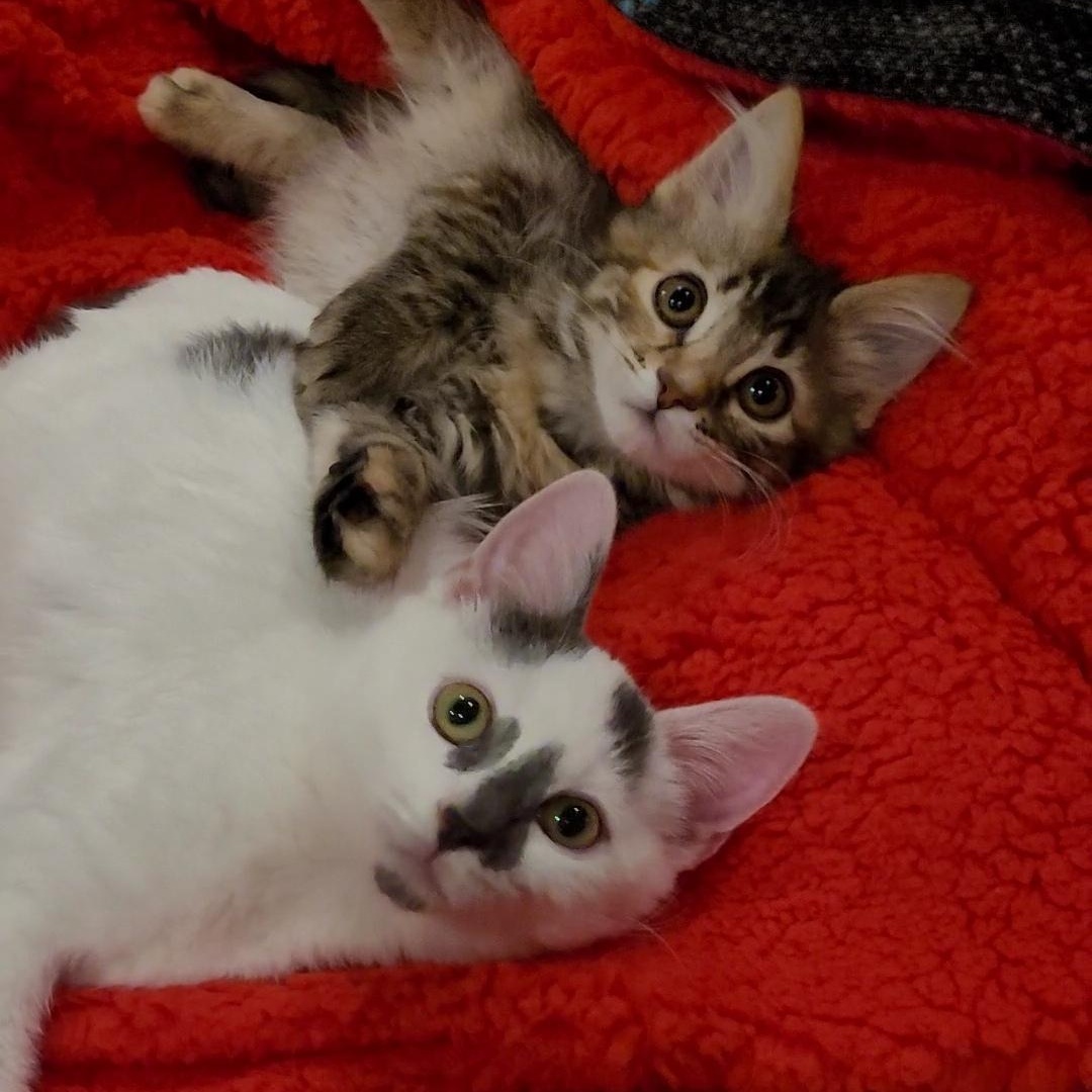 ALZIE & STORM , ADOPTABLE, Kitten Female Maine Coon & Domestic Medium Hair.