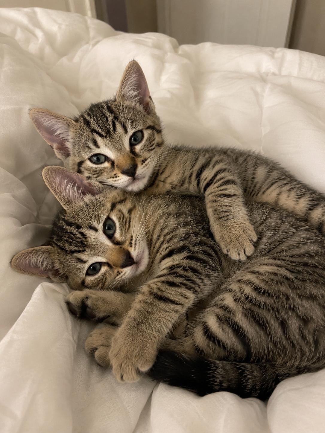 Honey & Bear, Adoptable, Kitten Female Domestic Short Hair & Domestic Short Hair.