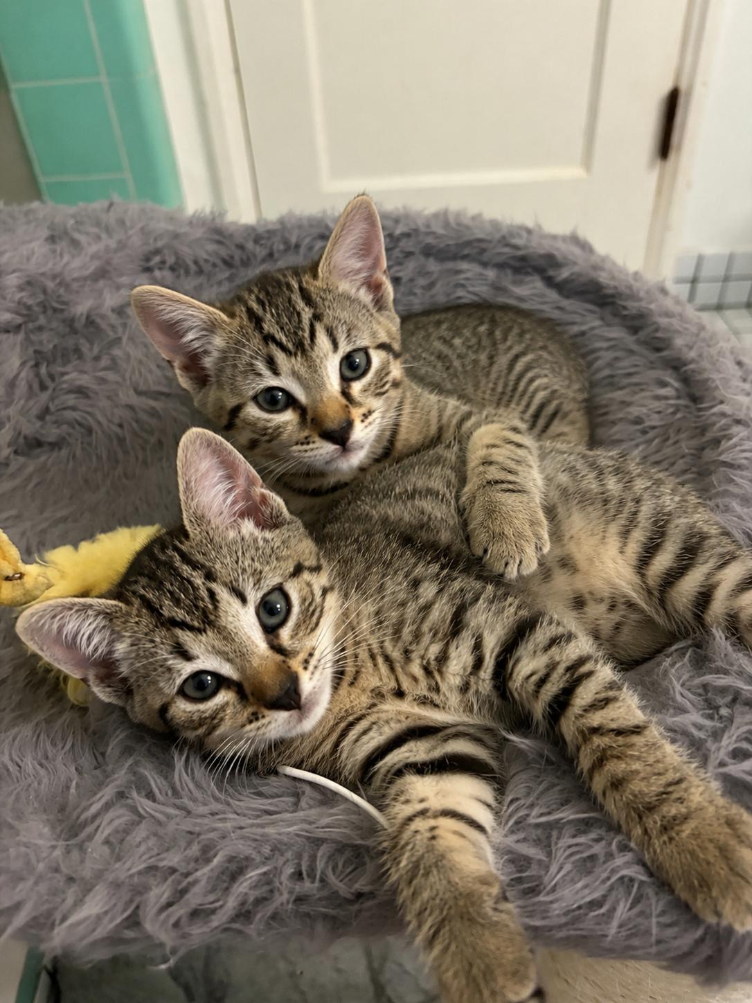 Honey & Bear, a Adoptable mixed breed in Long Beach, CA image 2/3