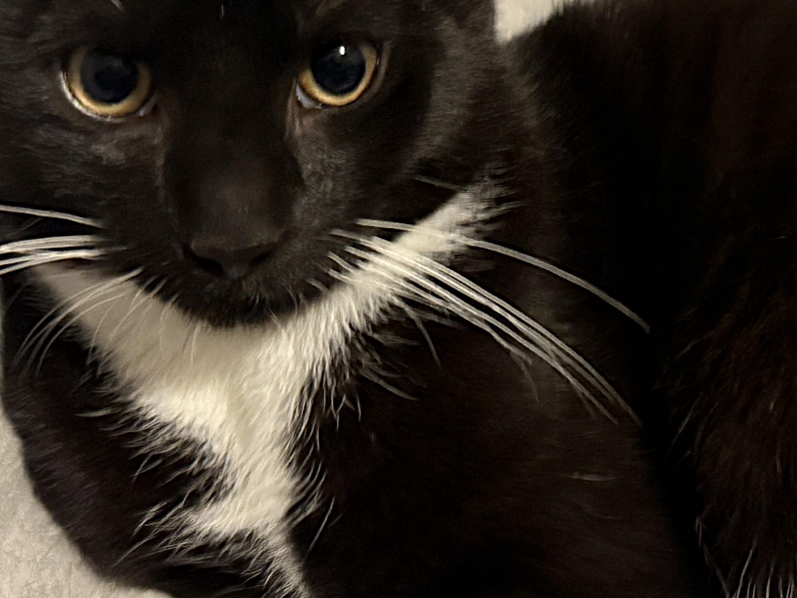 Enlarge PAW PRINCE!, a Adopted Domestic Short Hair in Saddle River, NJ image 2/4