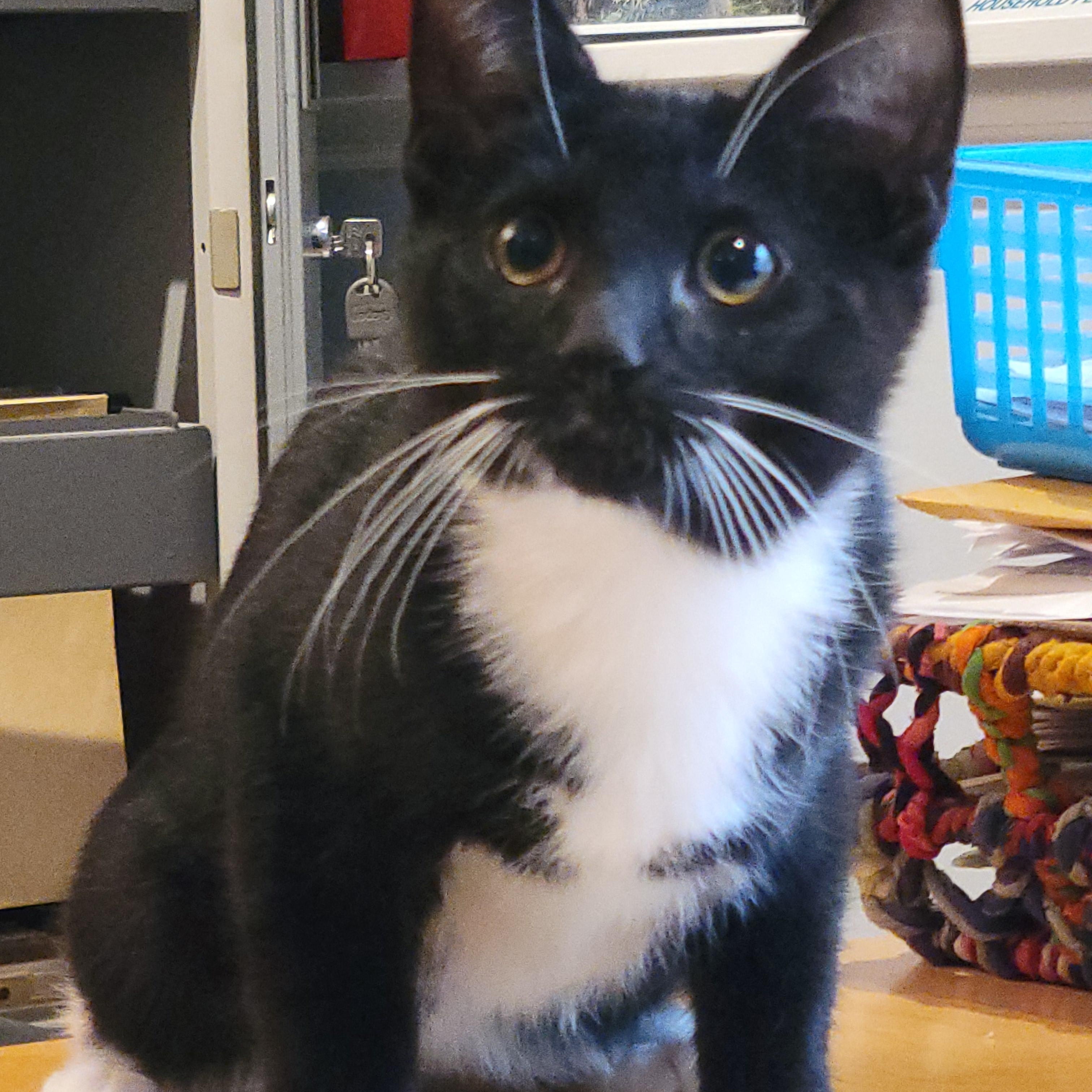 Enlarge PAW PRINCE!, a Adopted Domestic Short Hair in Saddle River, NJ image 1/4