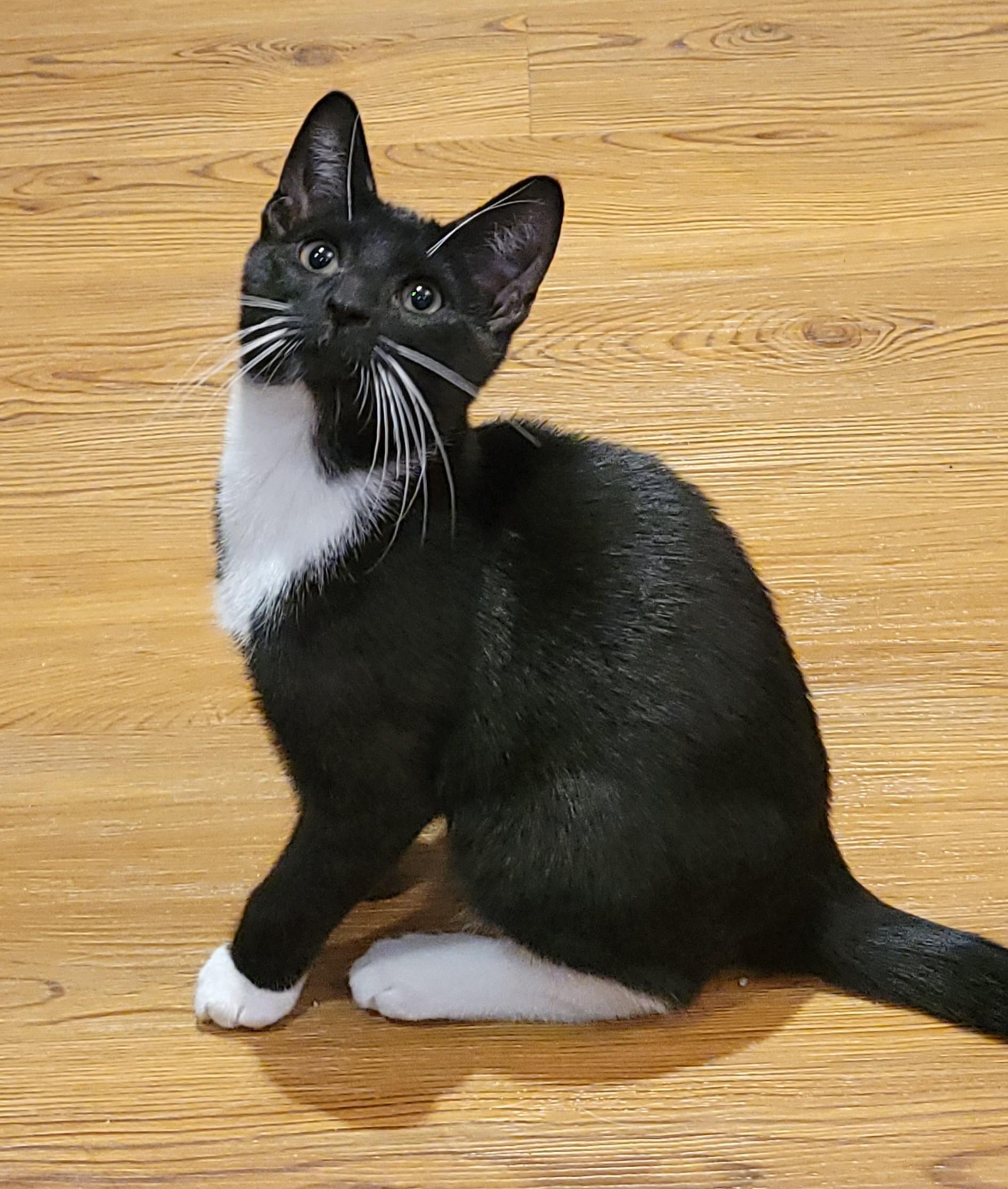 Enlarge PAW PRINCE!, a Adopted Domestic Short Hair in Saddle River, NJ image 4/4